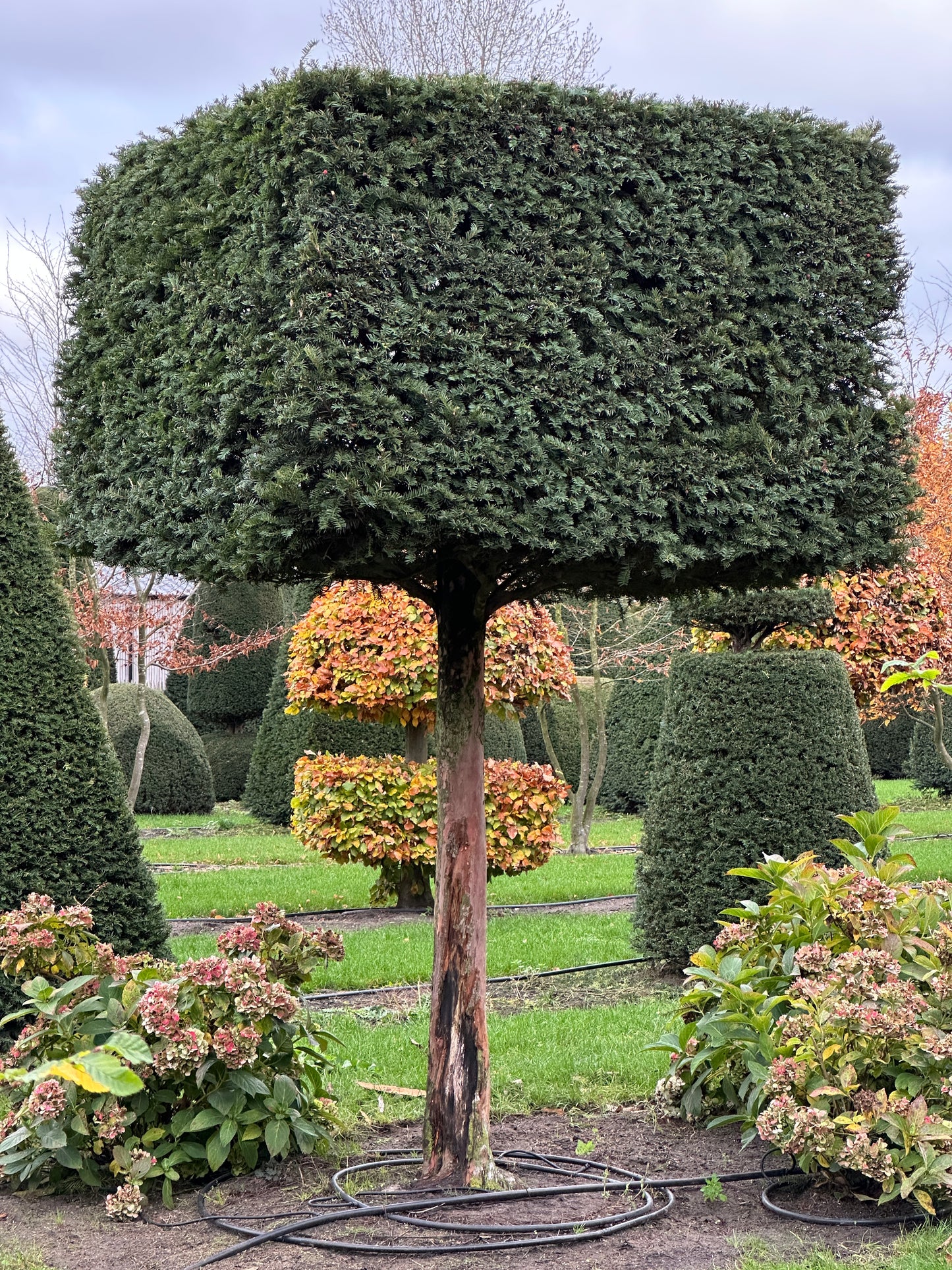 TB TOPIARY #643