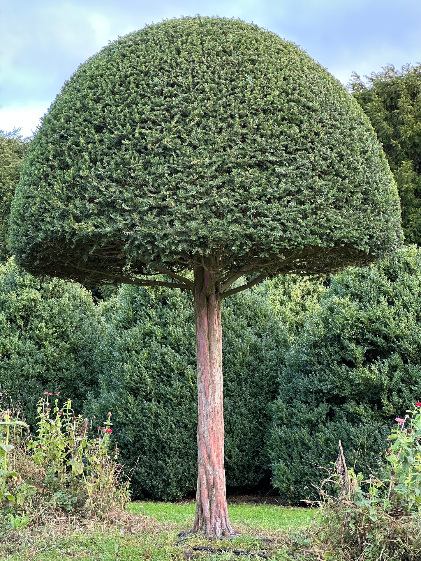 TB TOPIARY #599