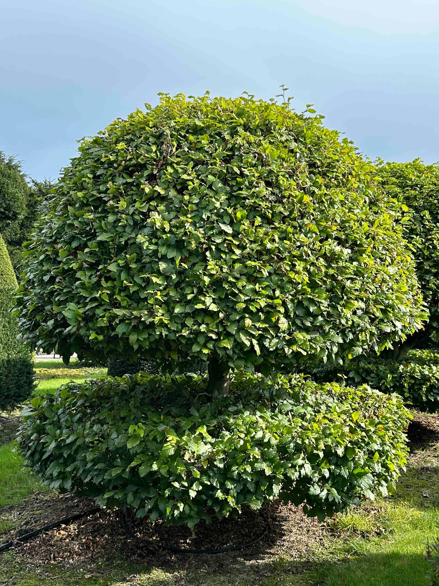 FS TOPIARY #227