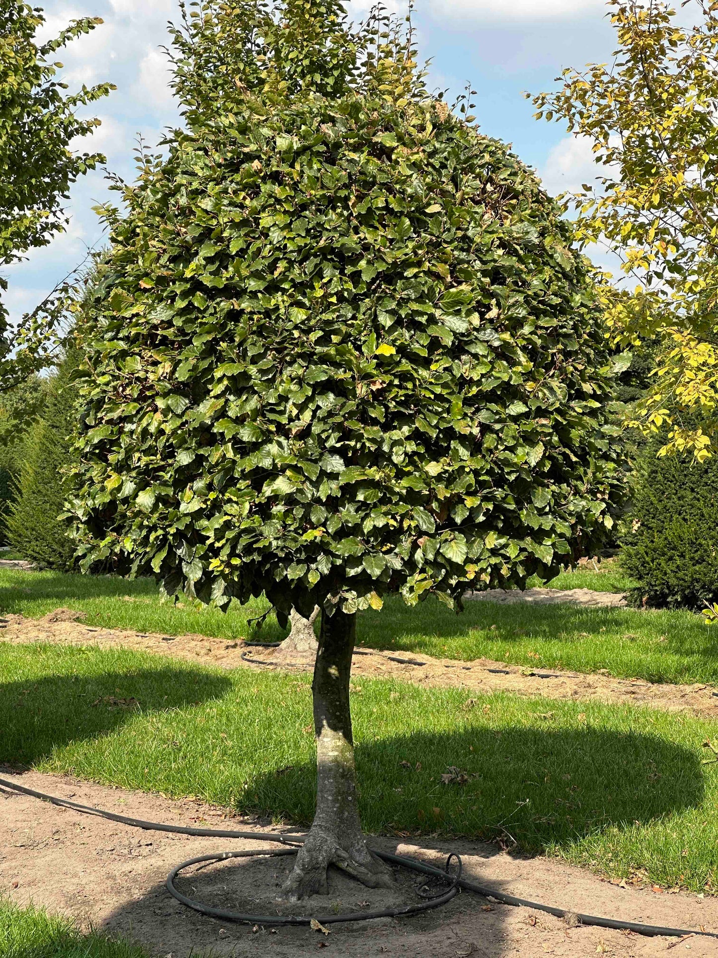FS TOPIARY #254