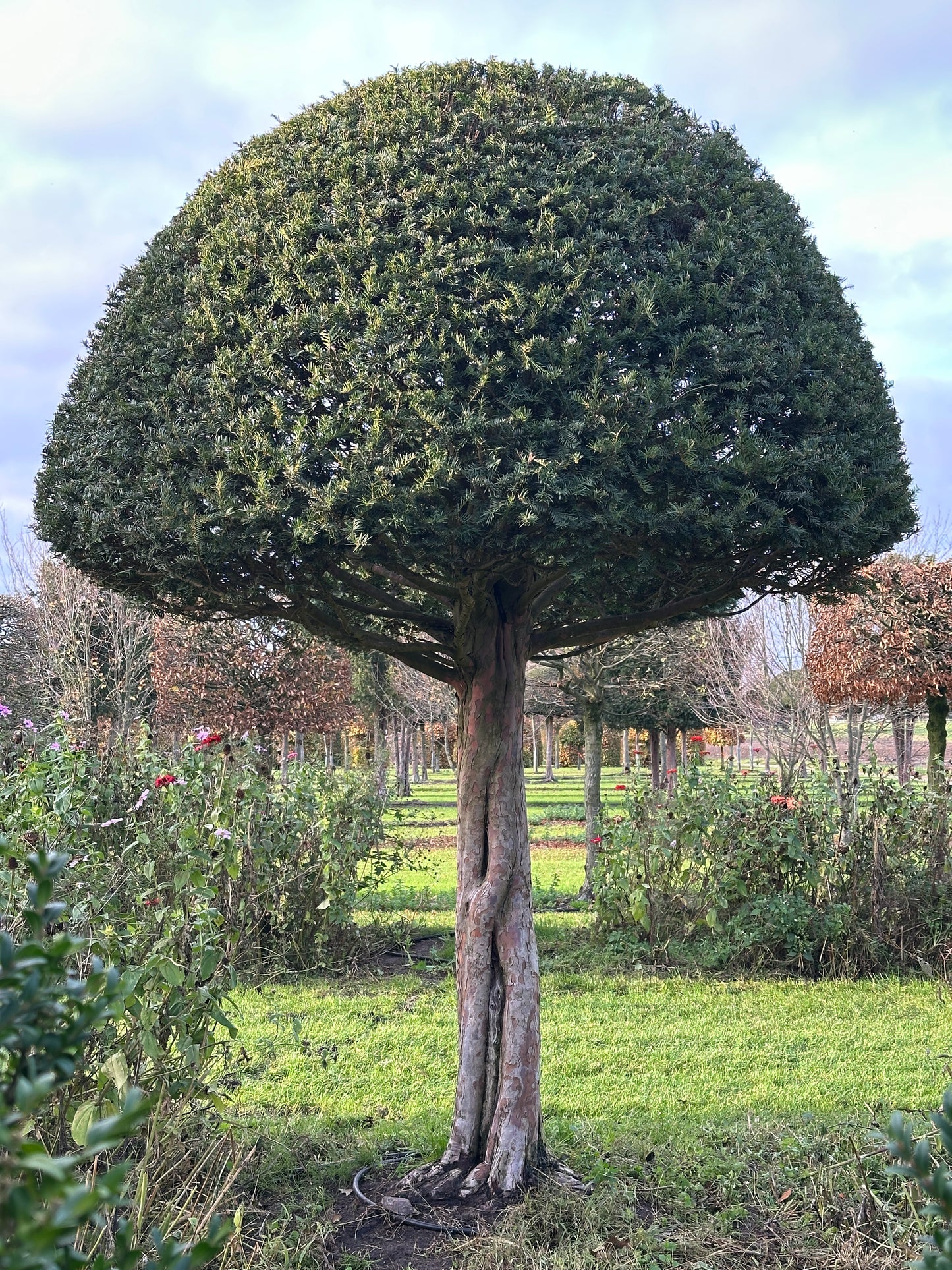 TB TOPIARY #590