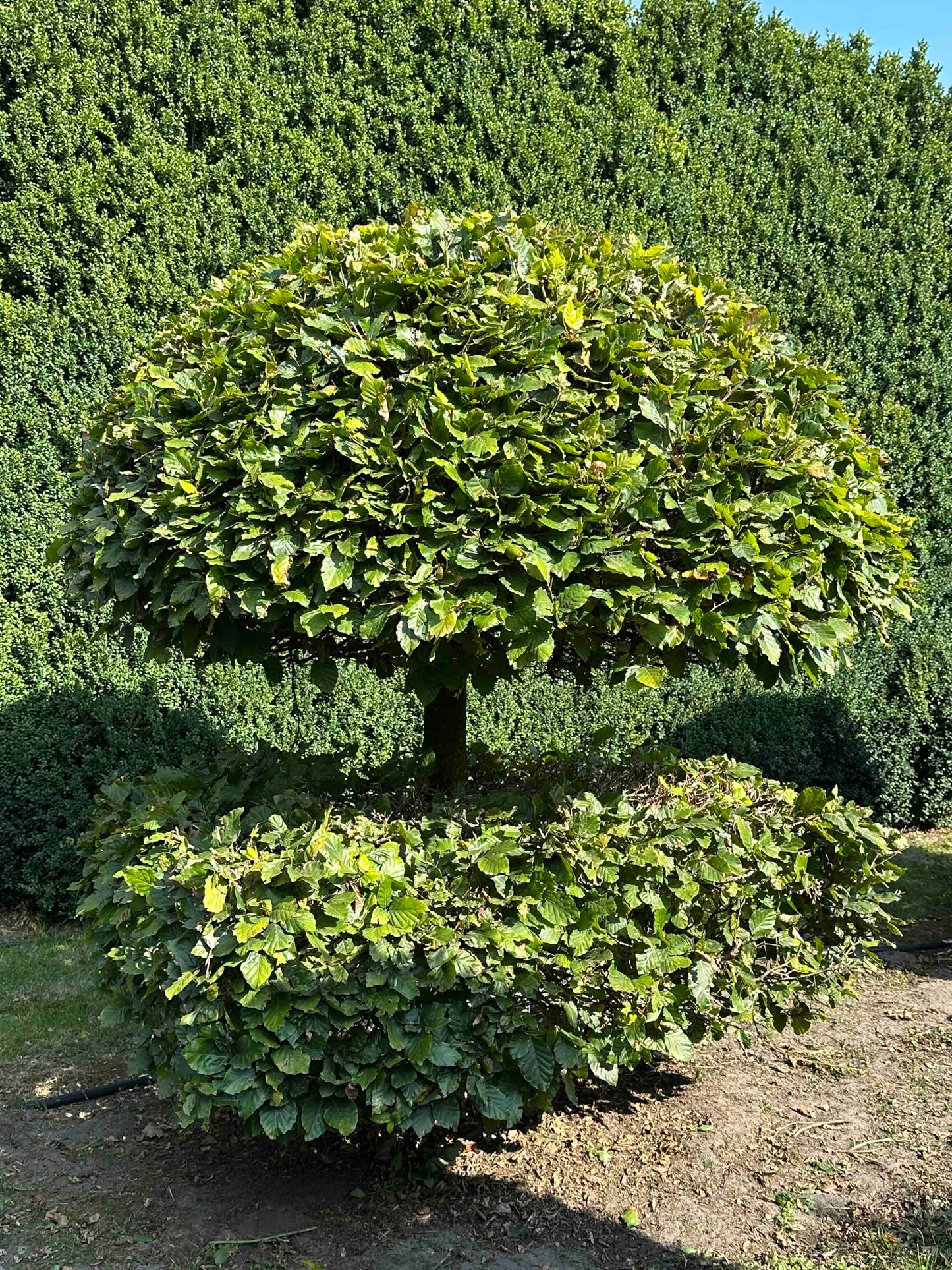 FS TOPIARY #056