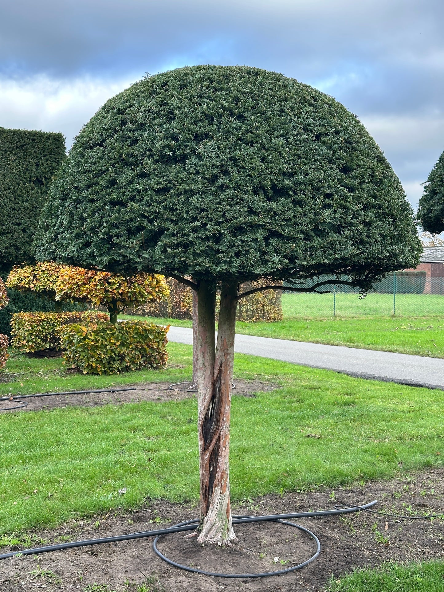 TB TOPIARY #585