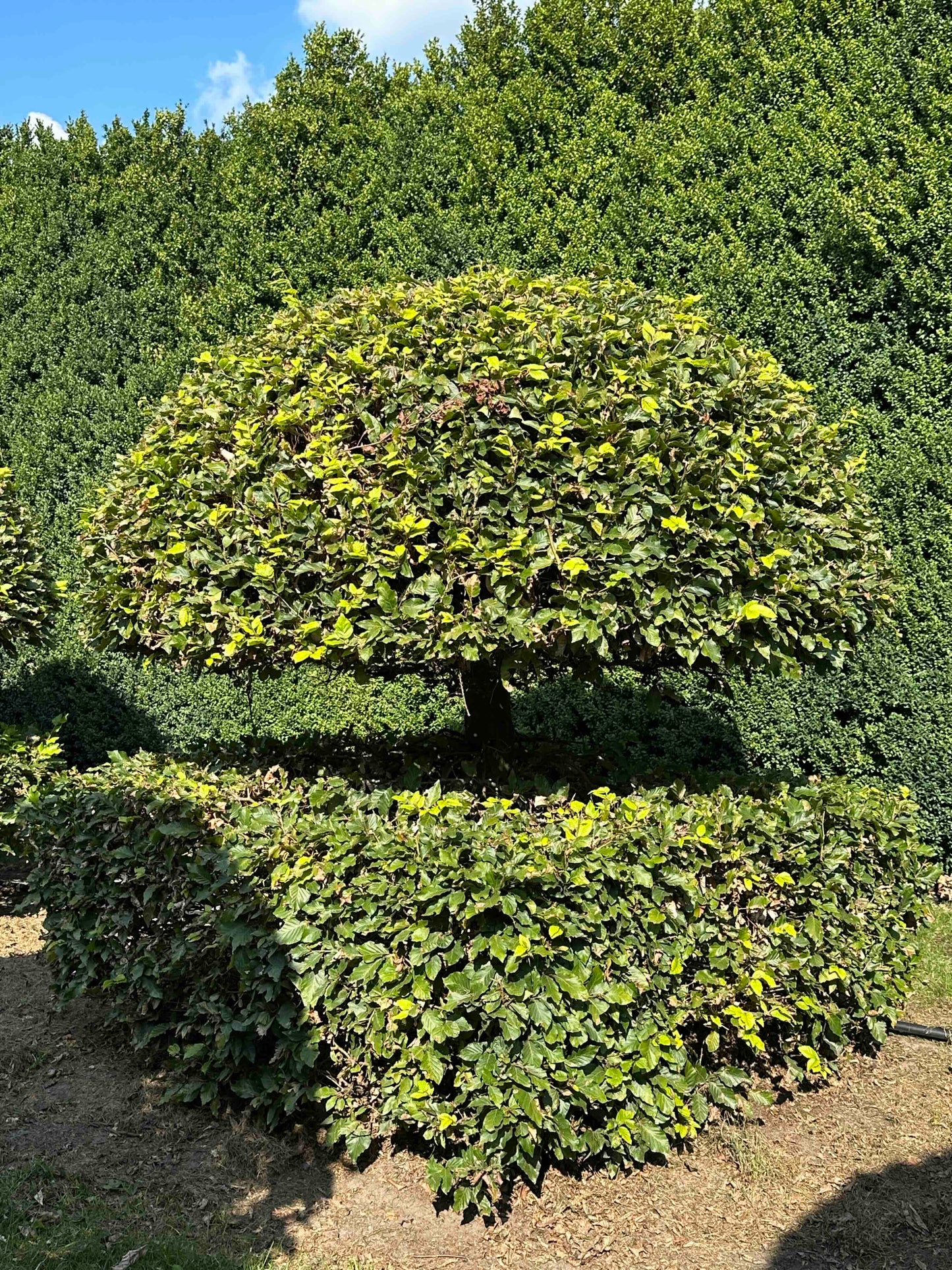 FS TOPIARY #045