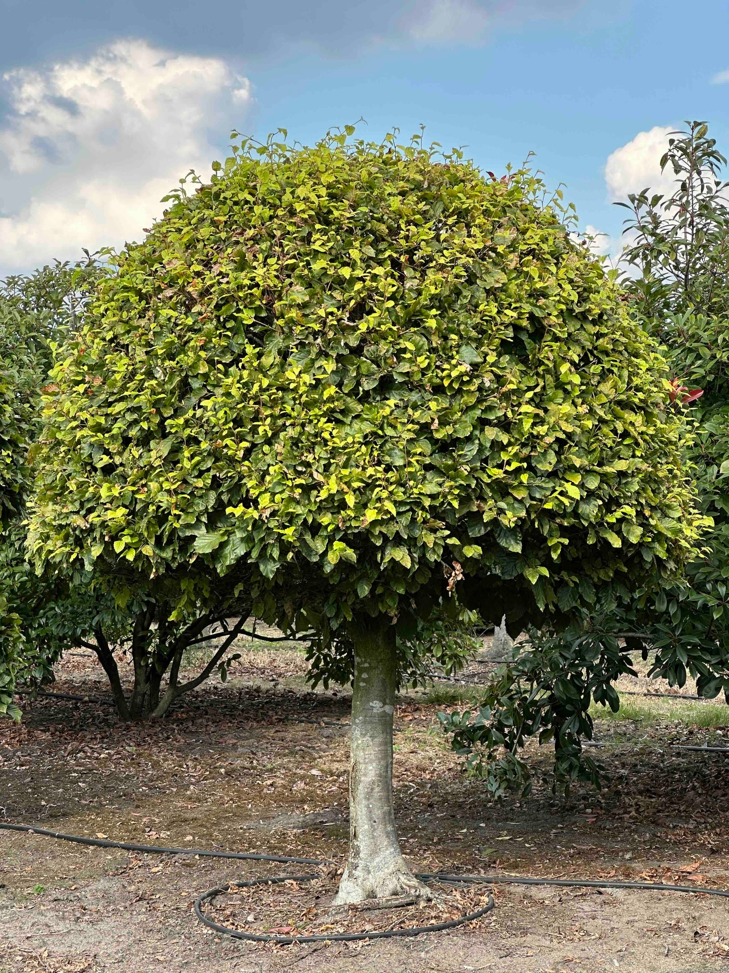 FS TOPIARY #176