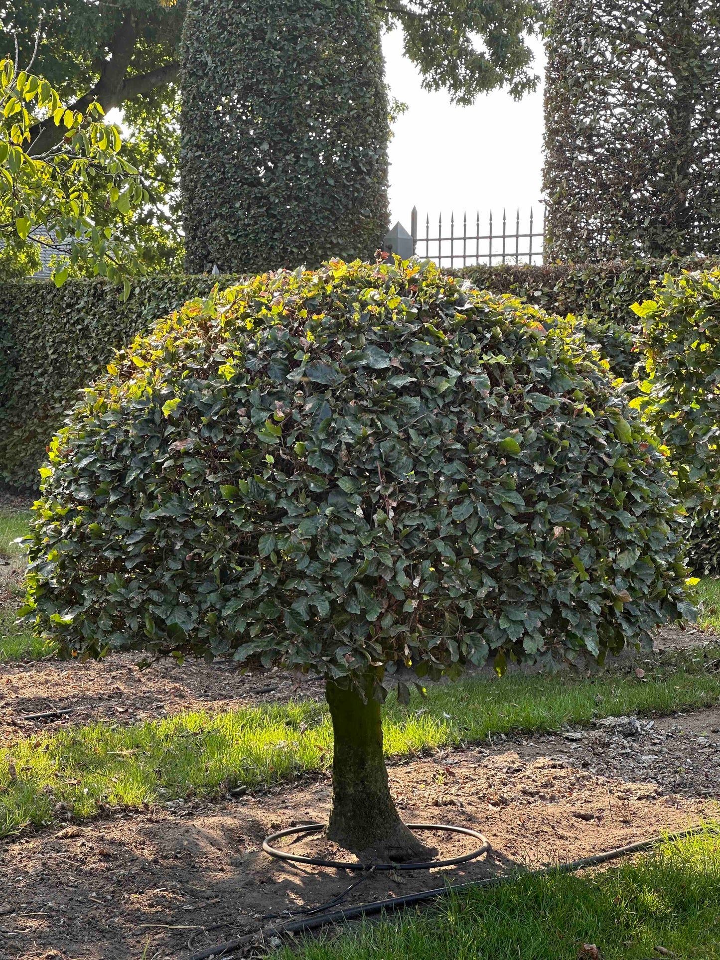 FS TOPIARY #015
