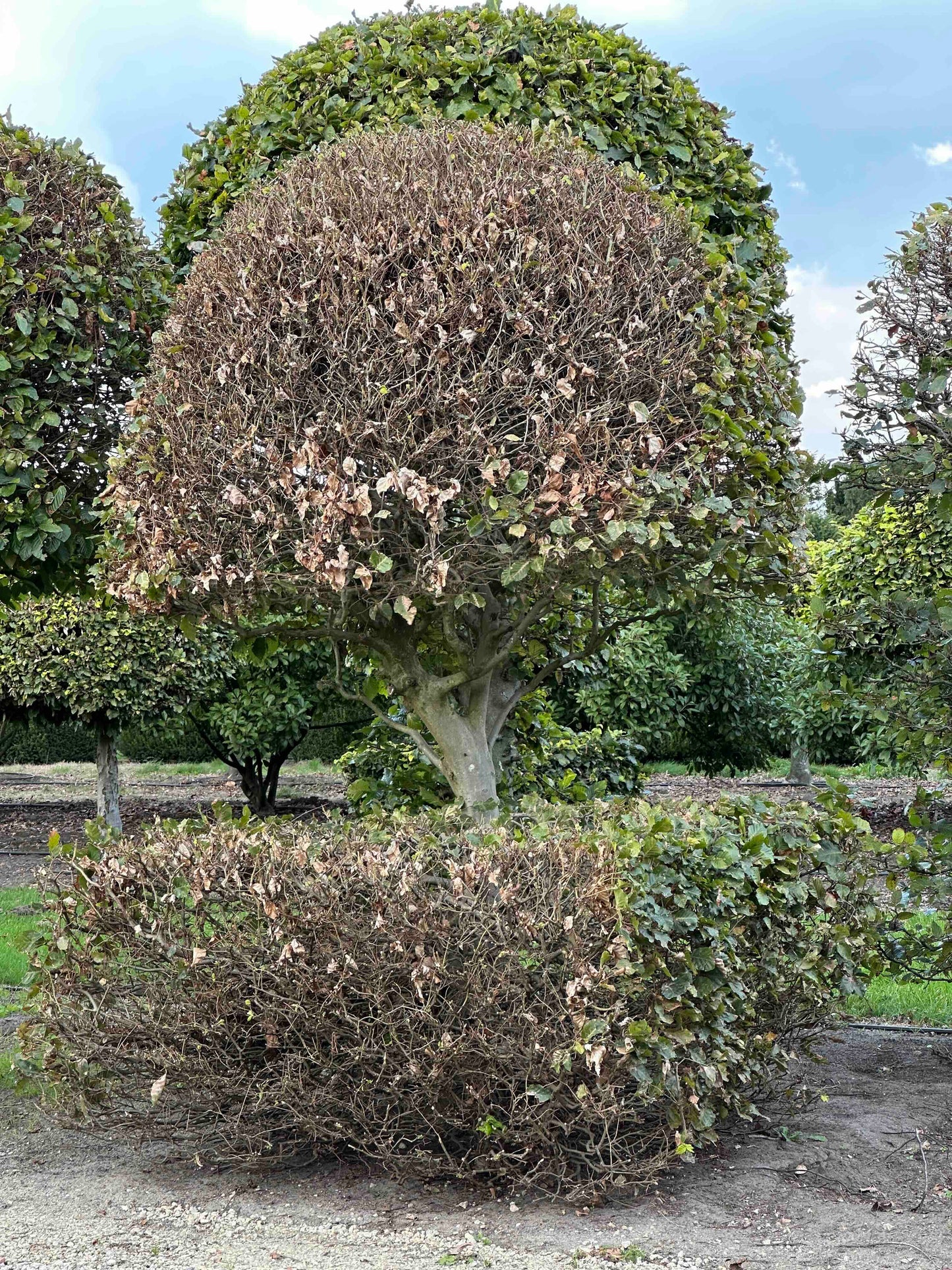 FS TOPIARY #145