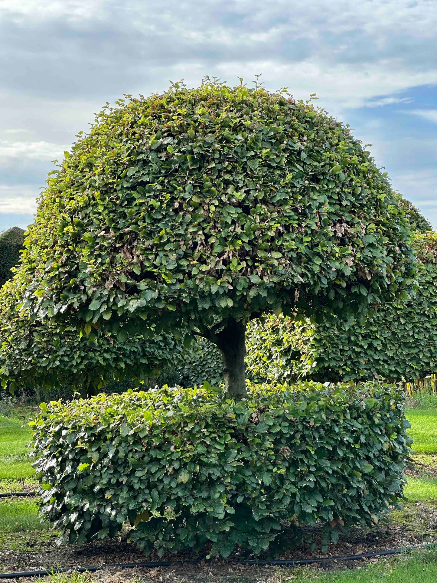 FS TOPIARY #239