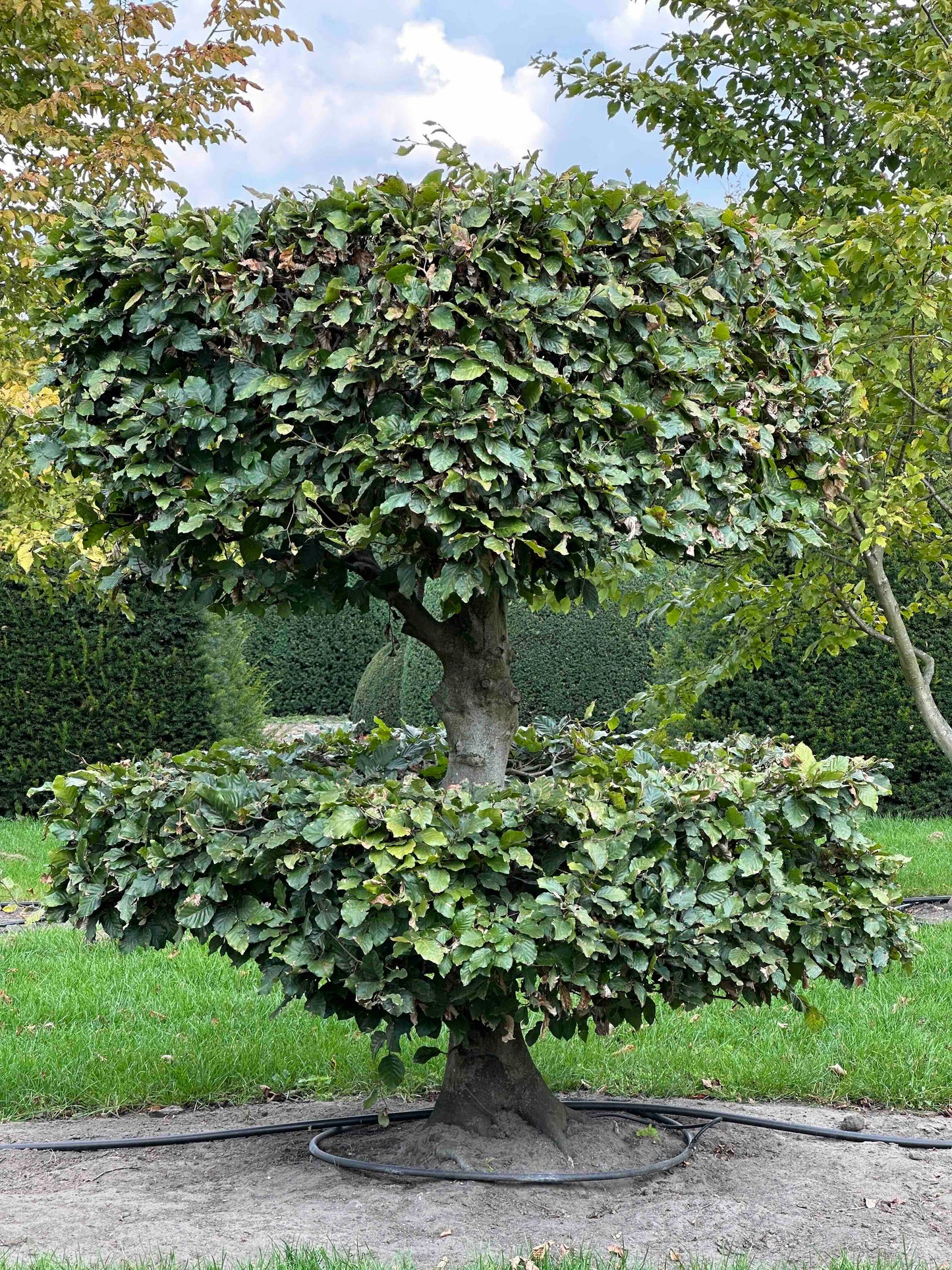 FS TOPIARY #247