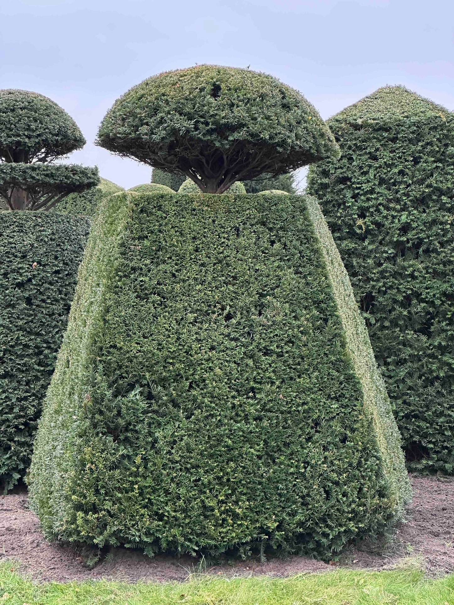 TB TOPIARY #089