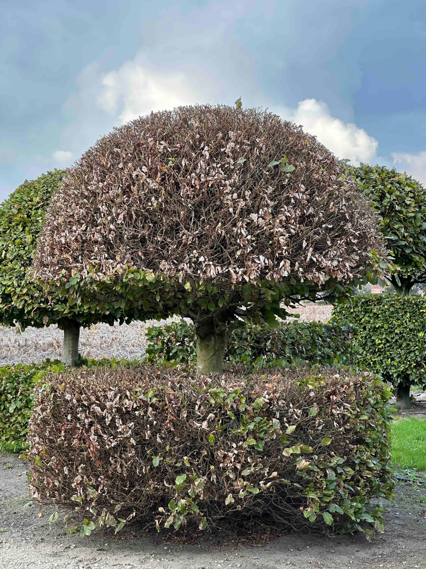 FS TOPIARY #149