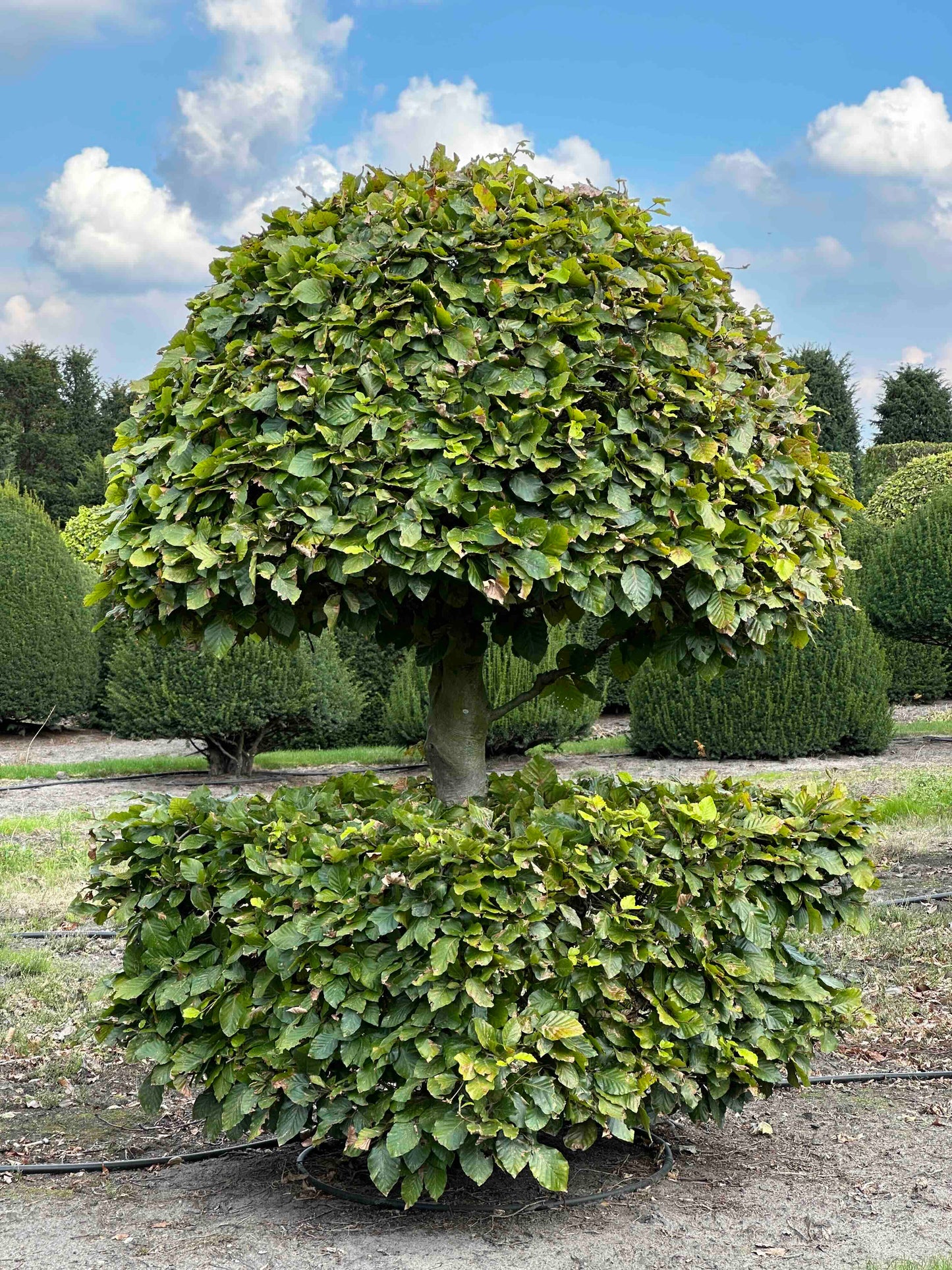 FS TOPIARY #169