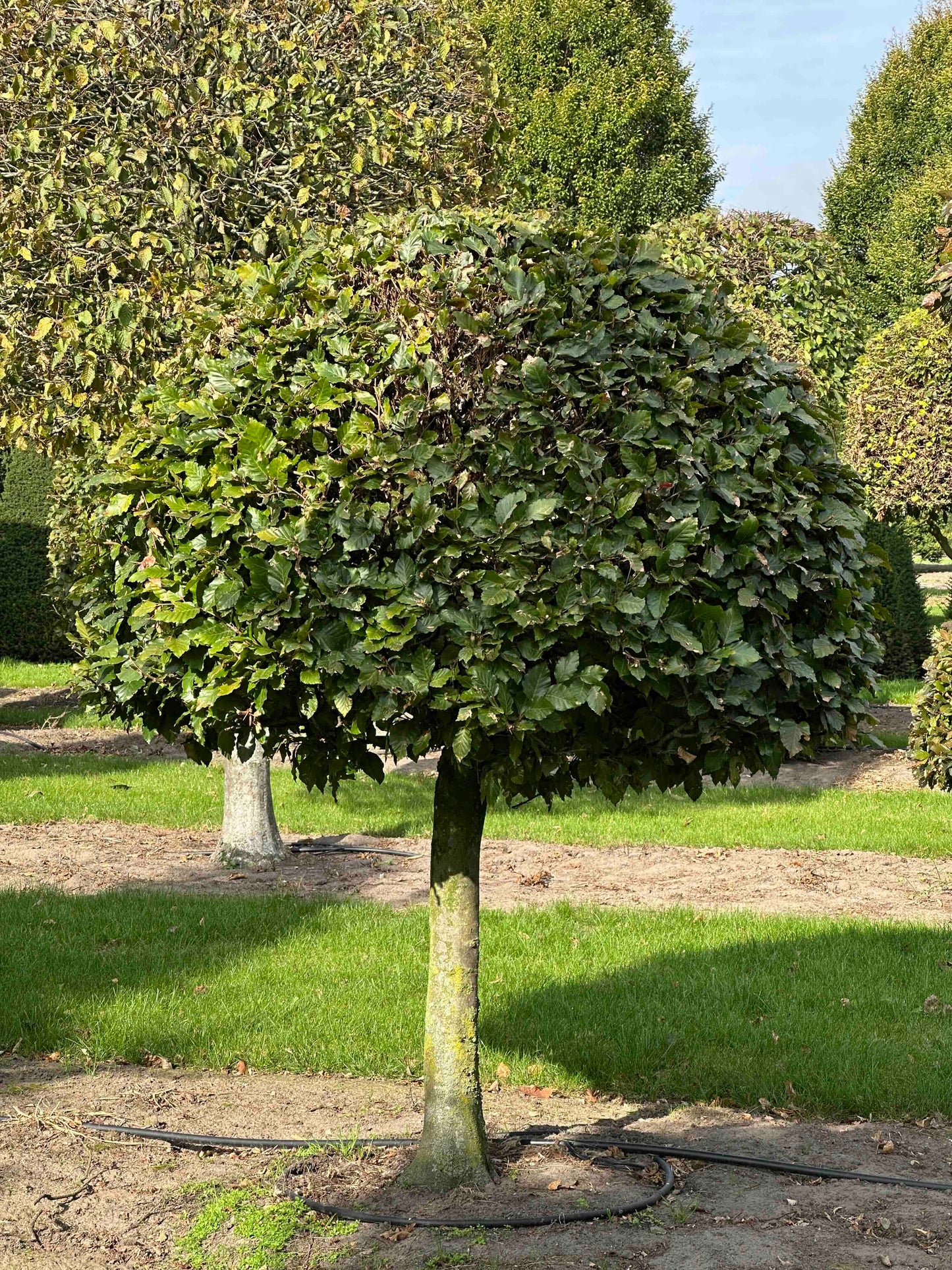 FS TOPIARY #090