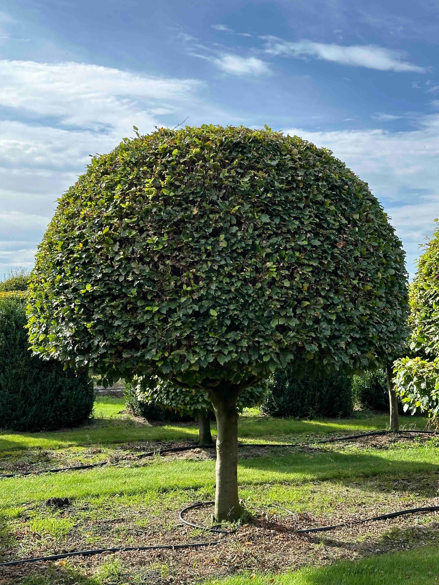 FS TOPIARY #233