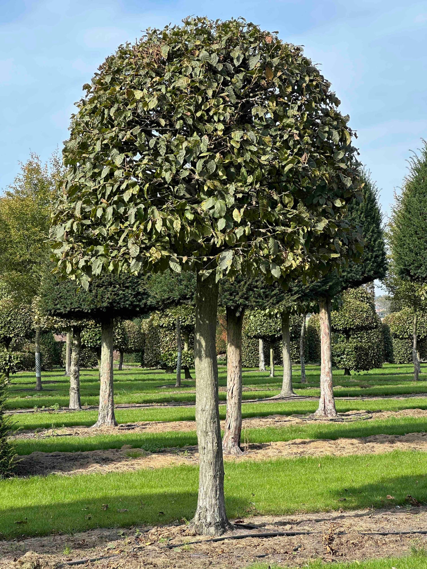 CB TOPIARY #123