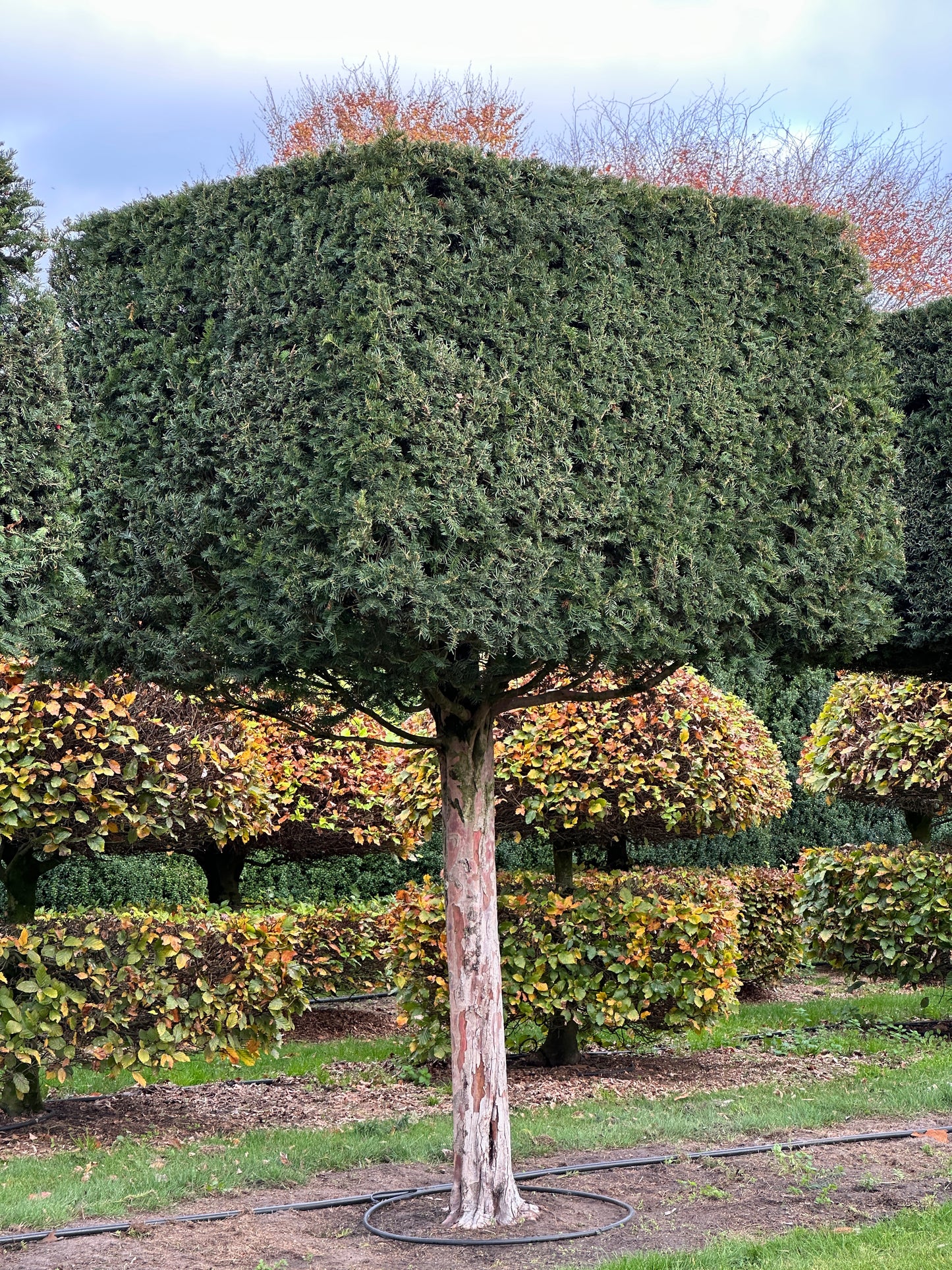 TB TOPIARY #554