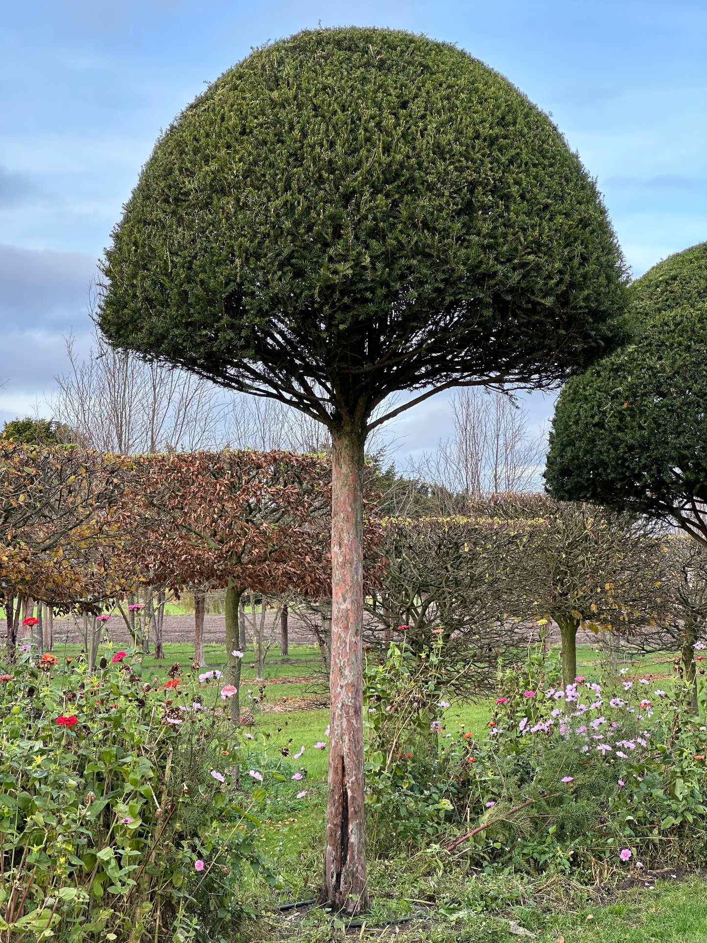 TB TOPIARY #603