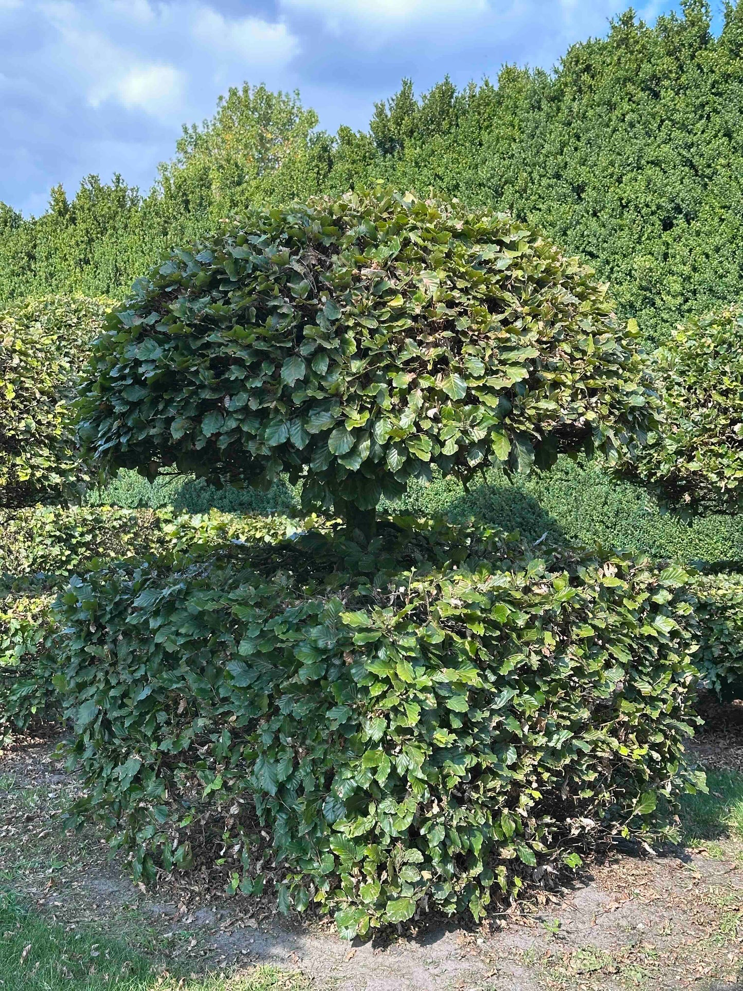 FS TOPIARY #062