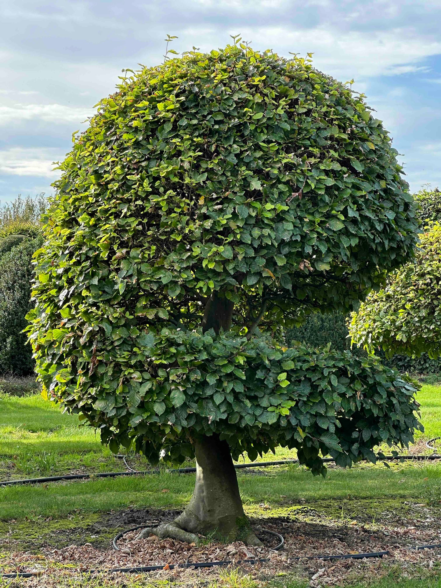 FS TOPIARY #238