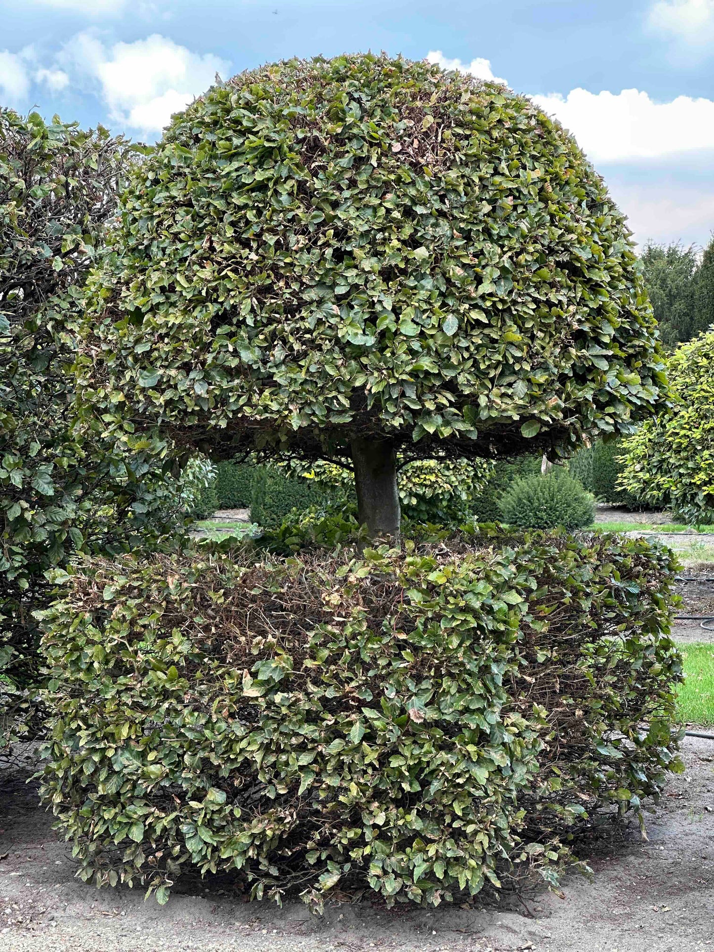 FS TOPIARY #135