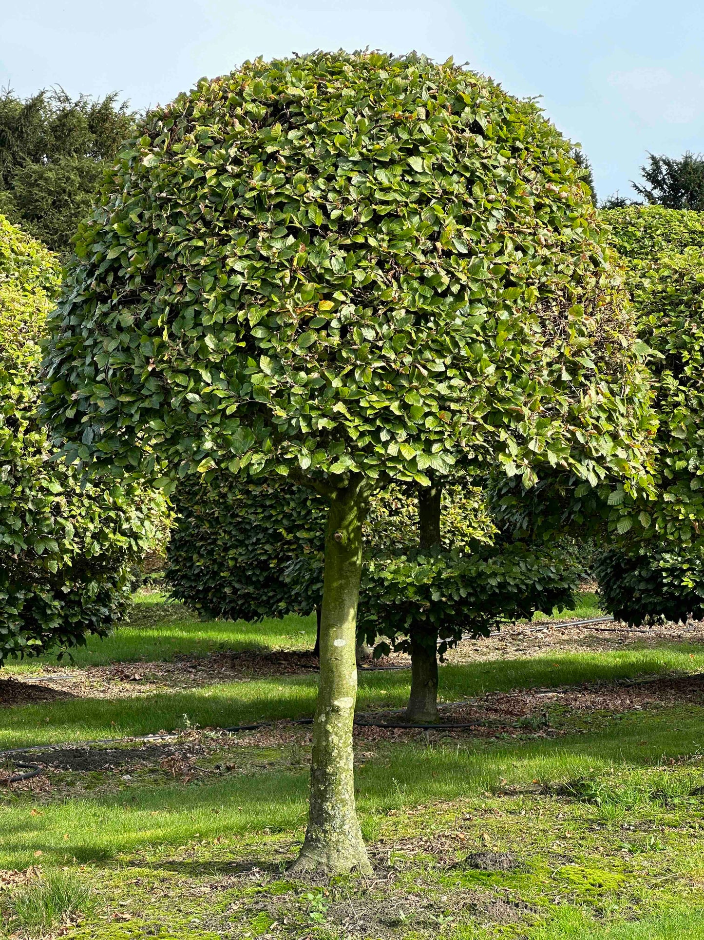 FS TOPIARY #206