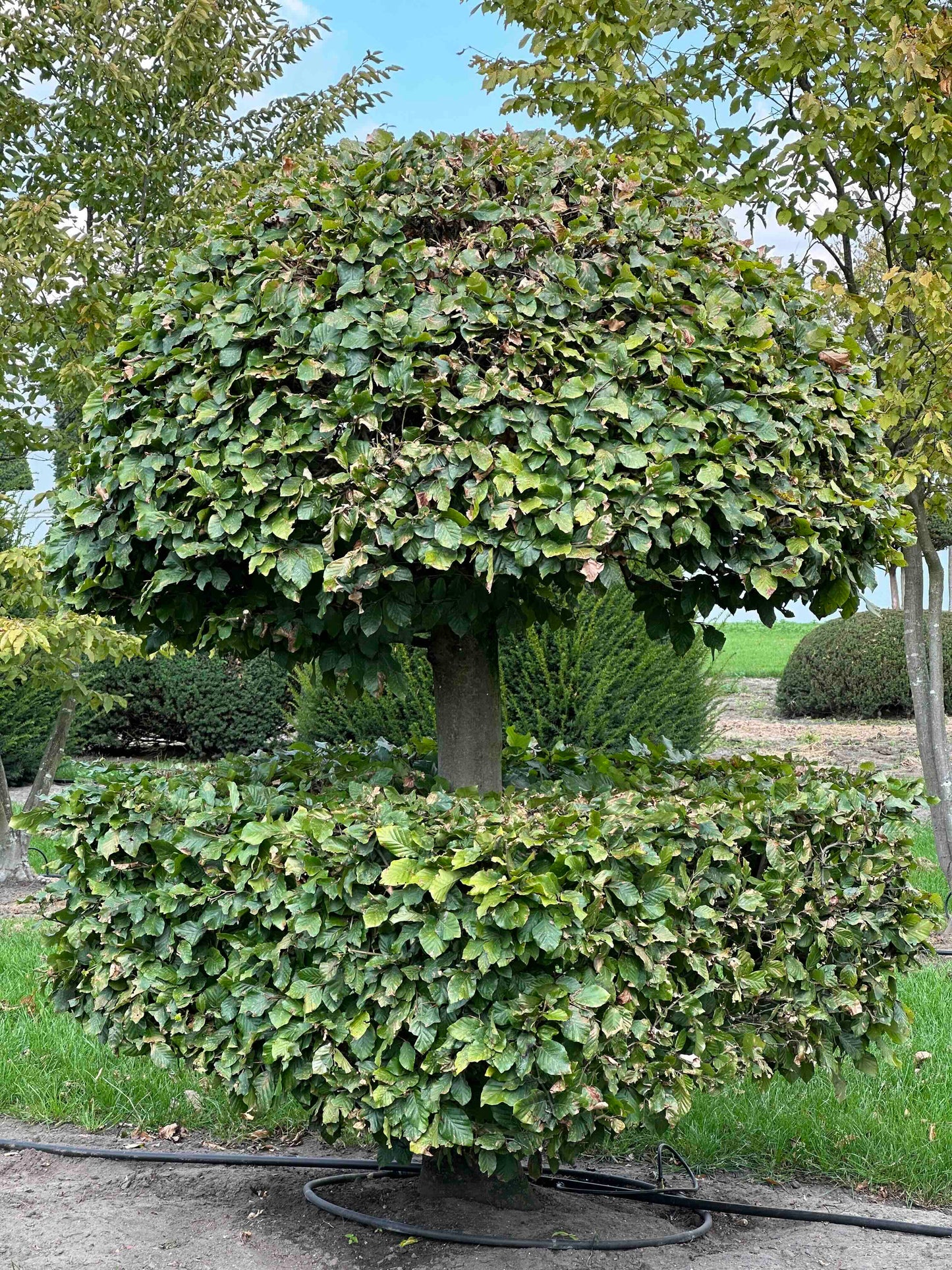 FS TOPIARY #249