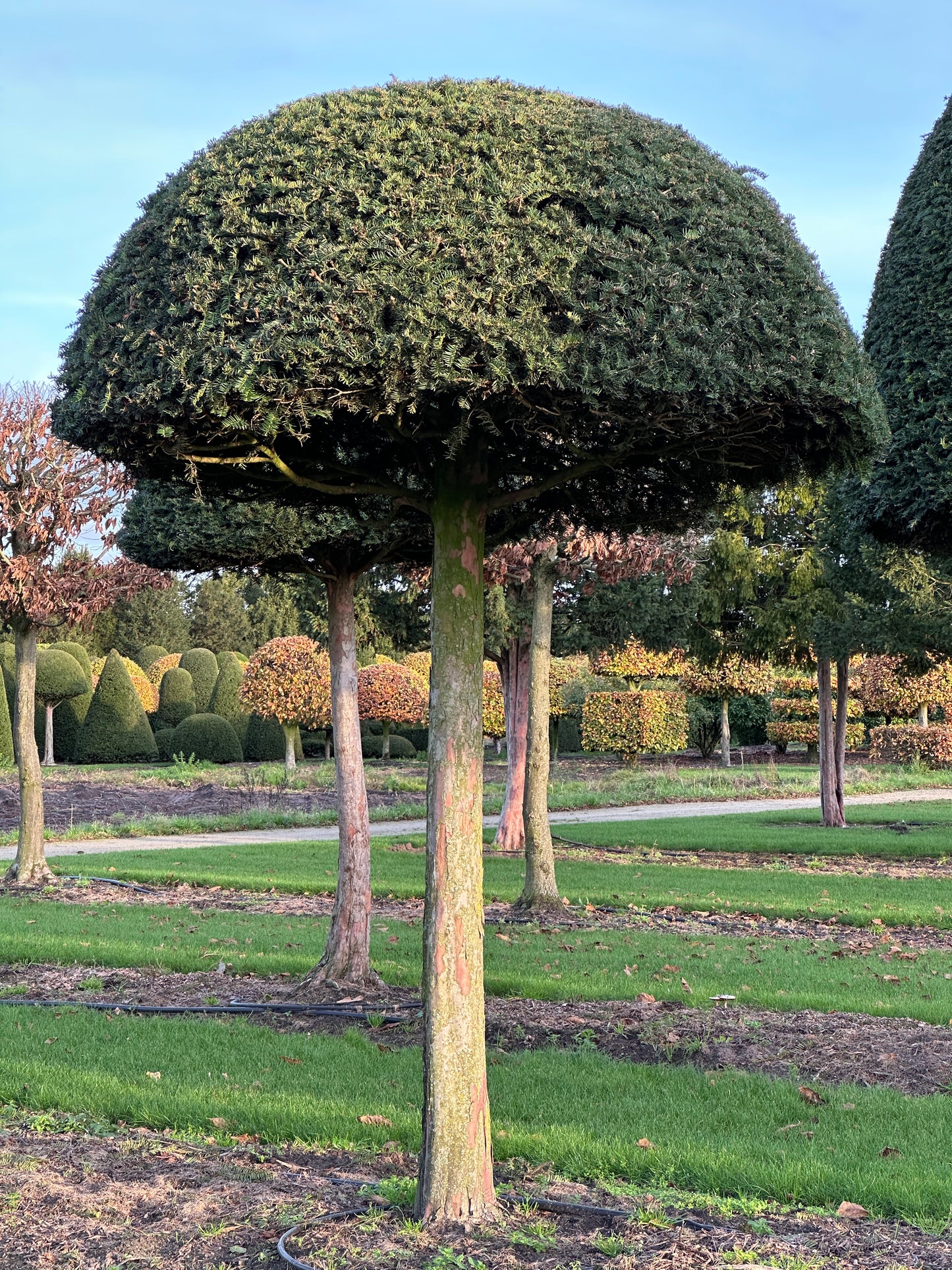 TB TOPIARY #635
