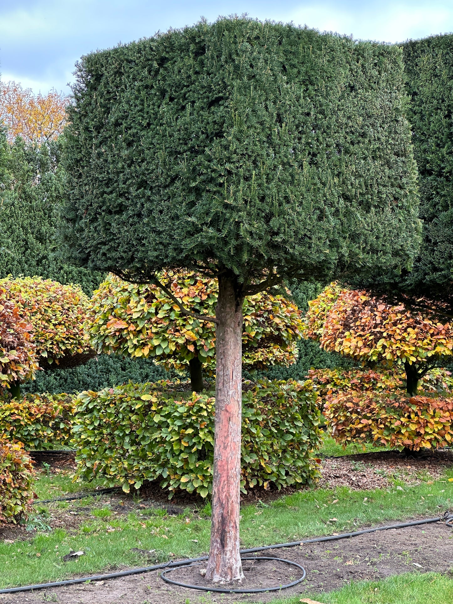 TB TOPIARY #561