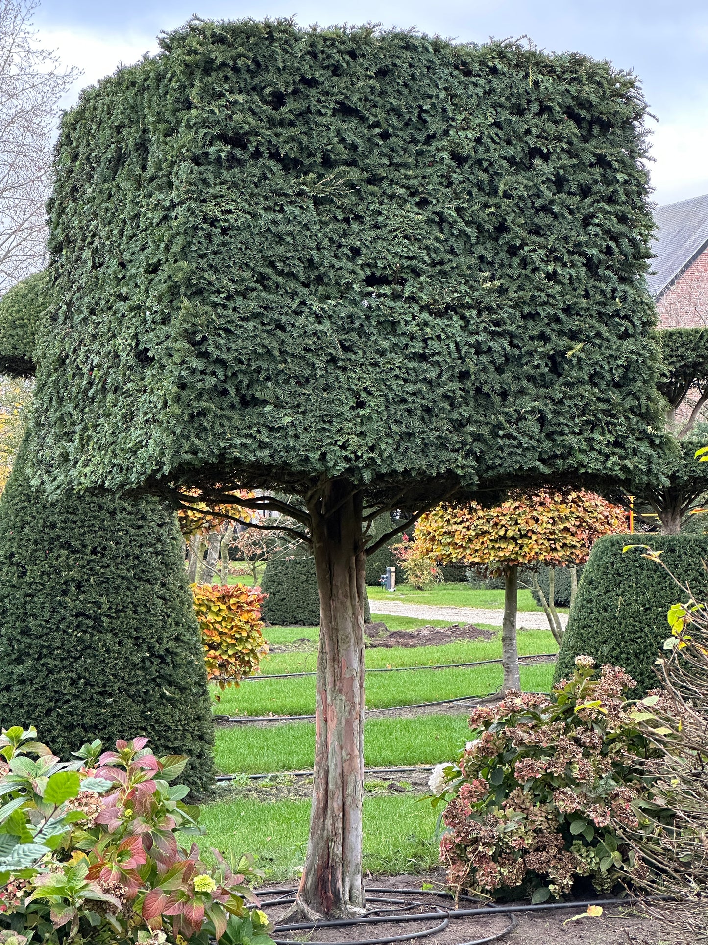 TB TOPIARY #640