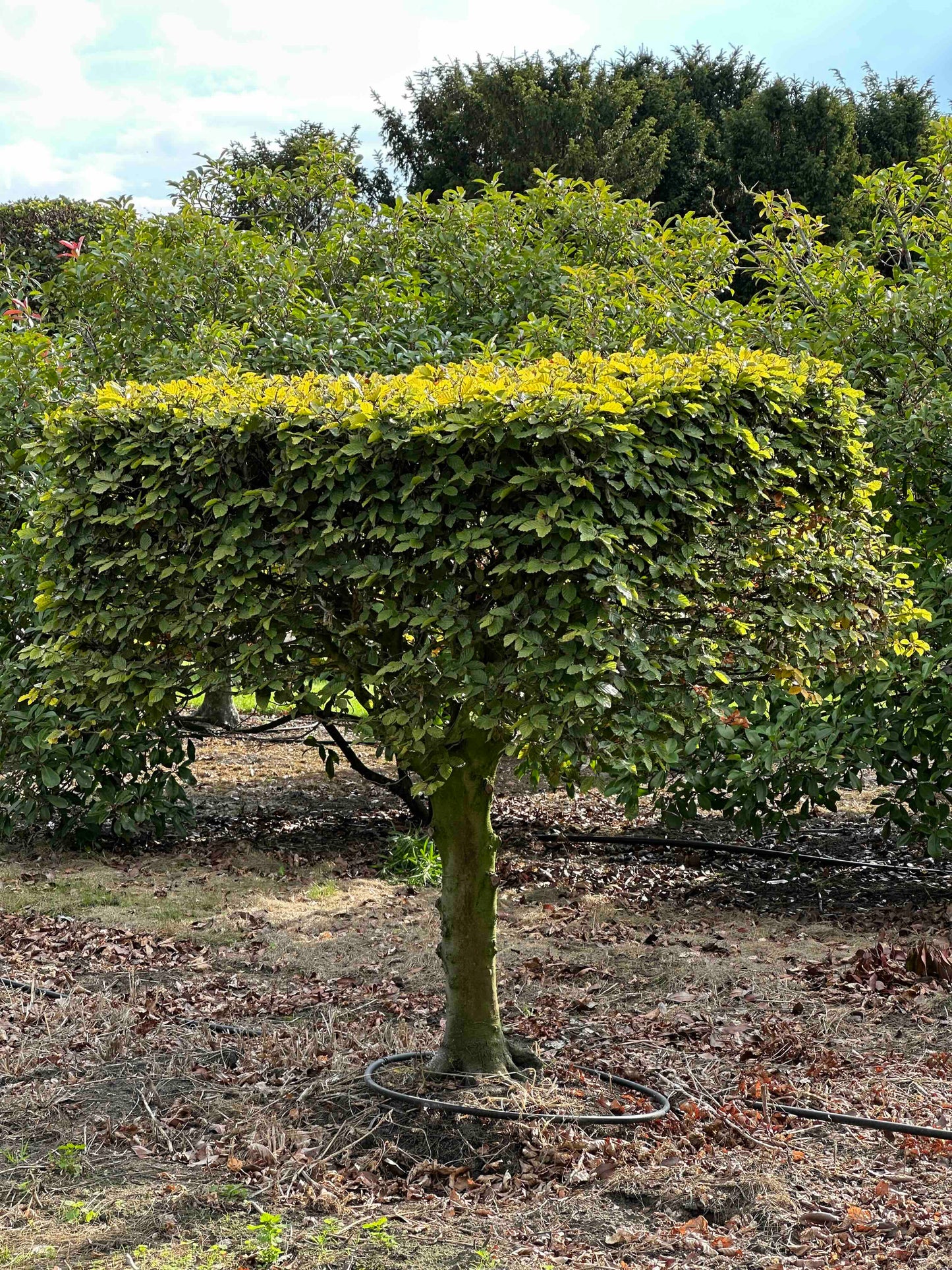 FS TOPIARY #190
