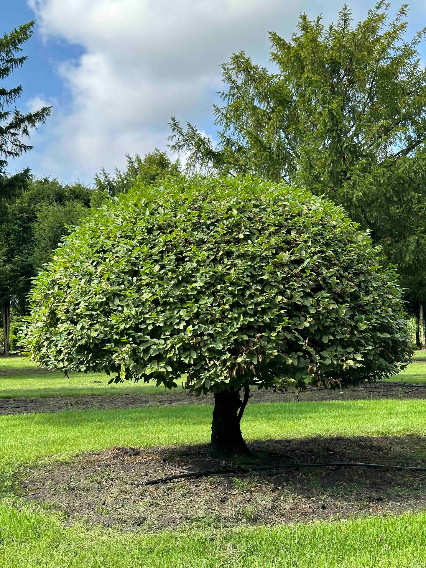 CB TOPIARY #173