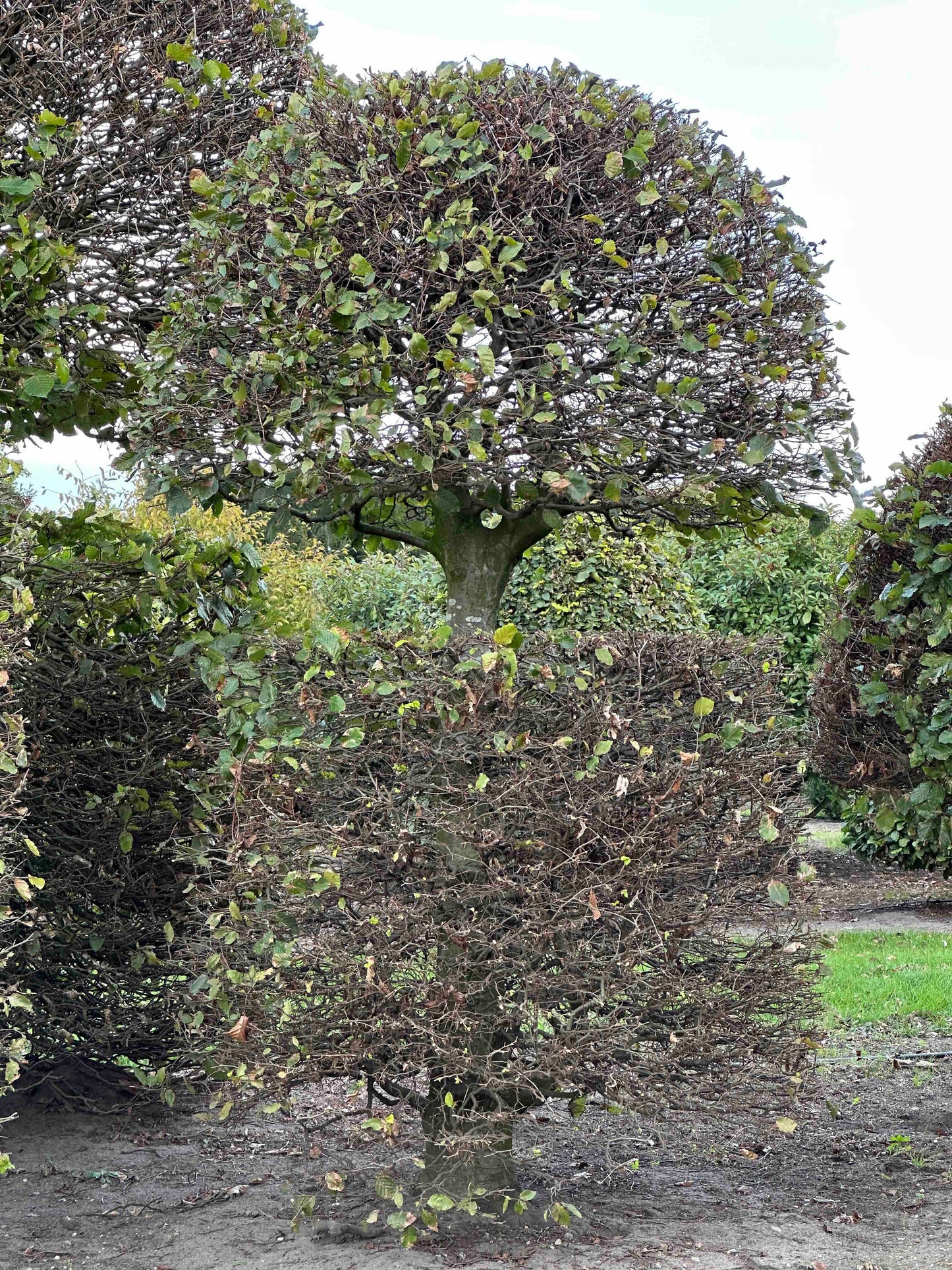 FS TOPIARY #142