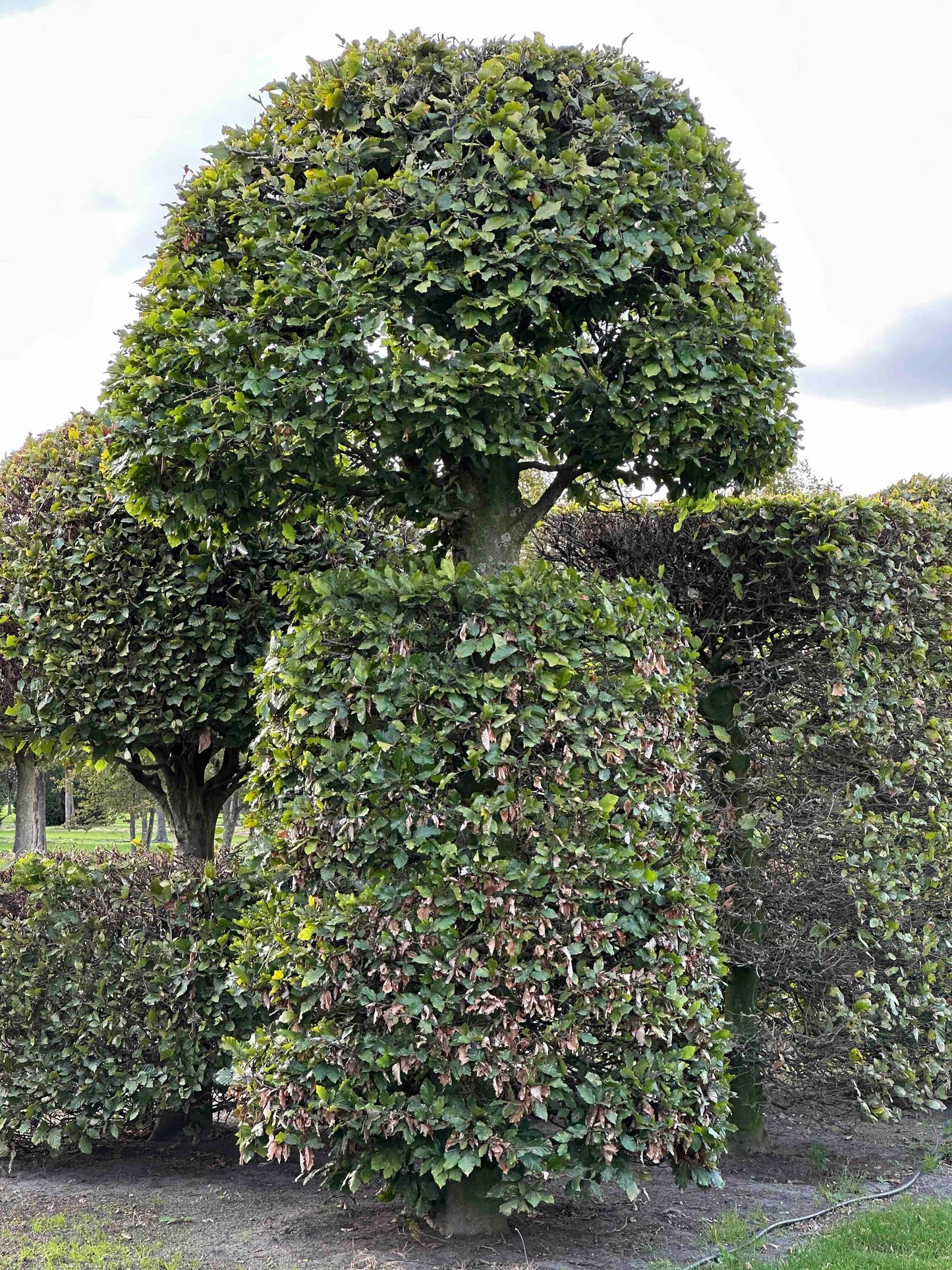FS TOPIARY #154