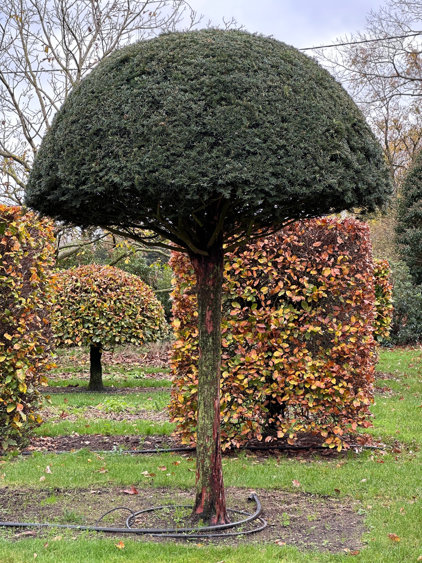 TB TOPIARY #533