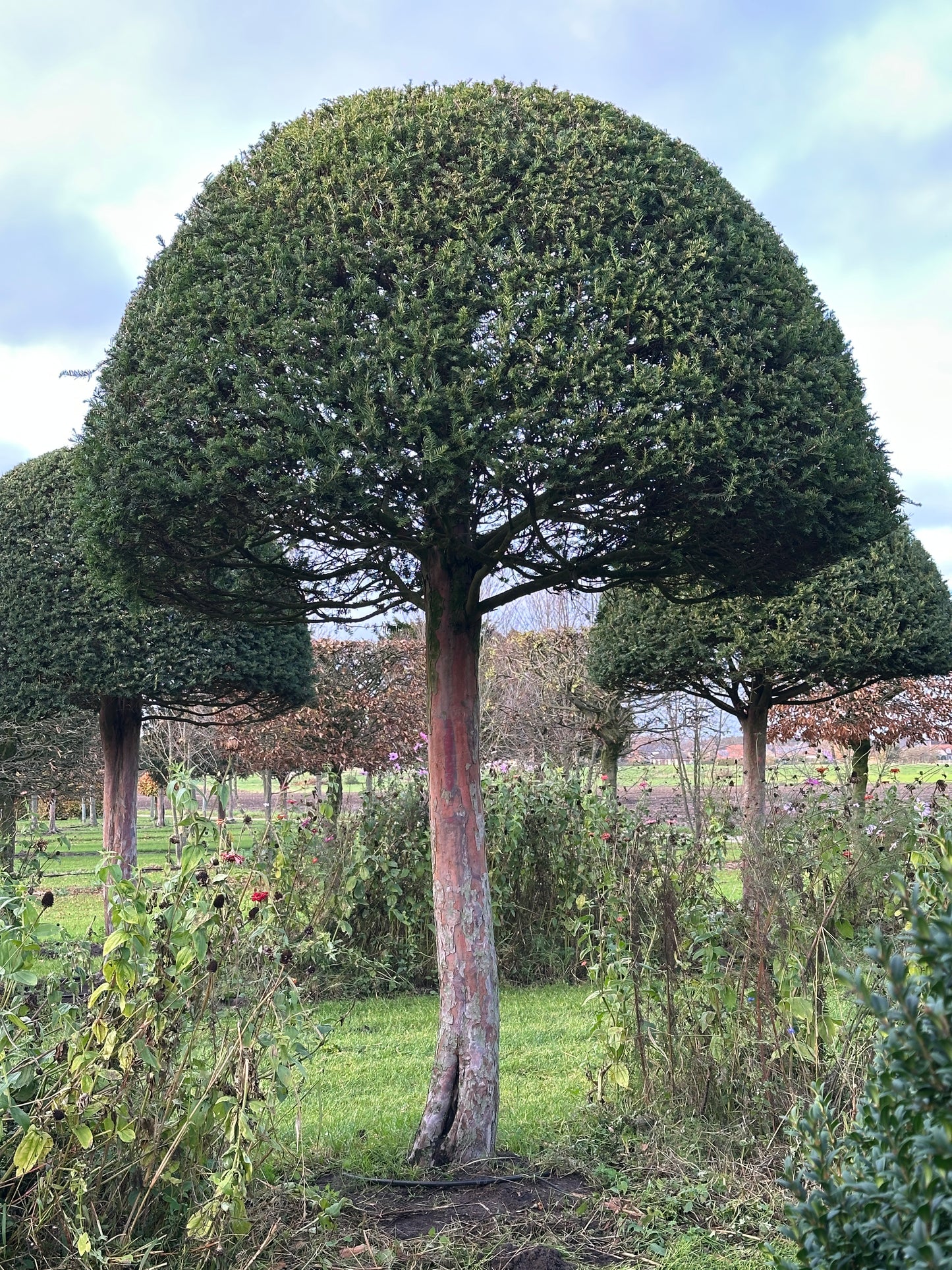 TB TOPIARY #591