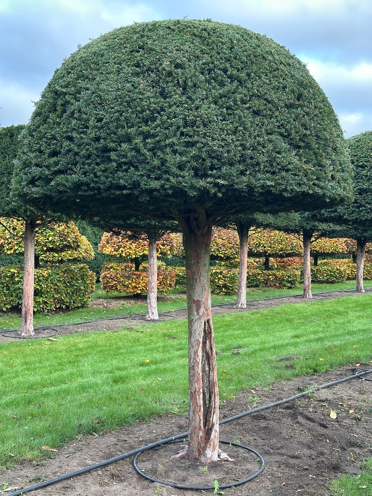 TB TOPIARY #577