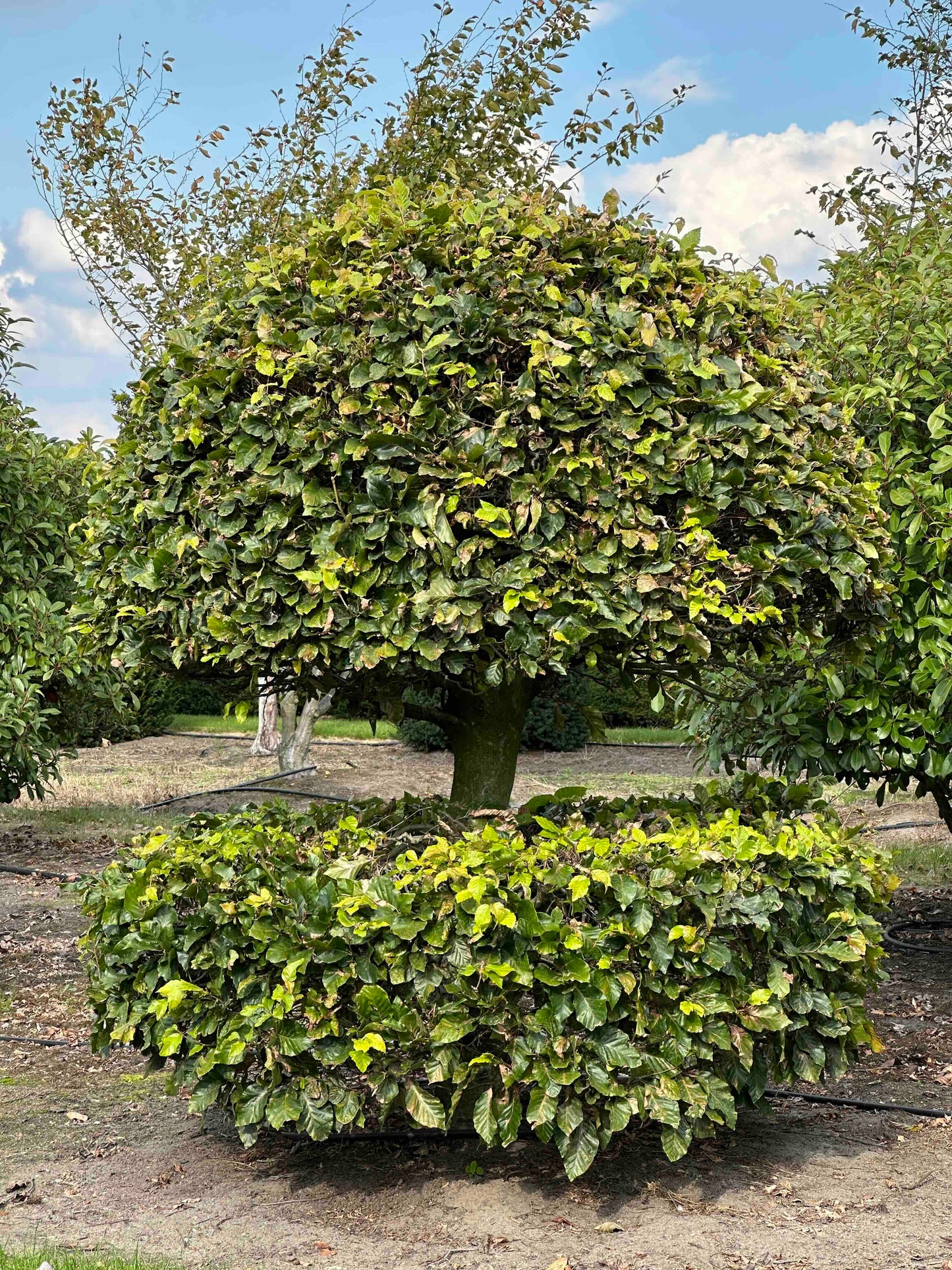 FS TOPIARY #173