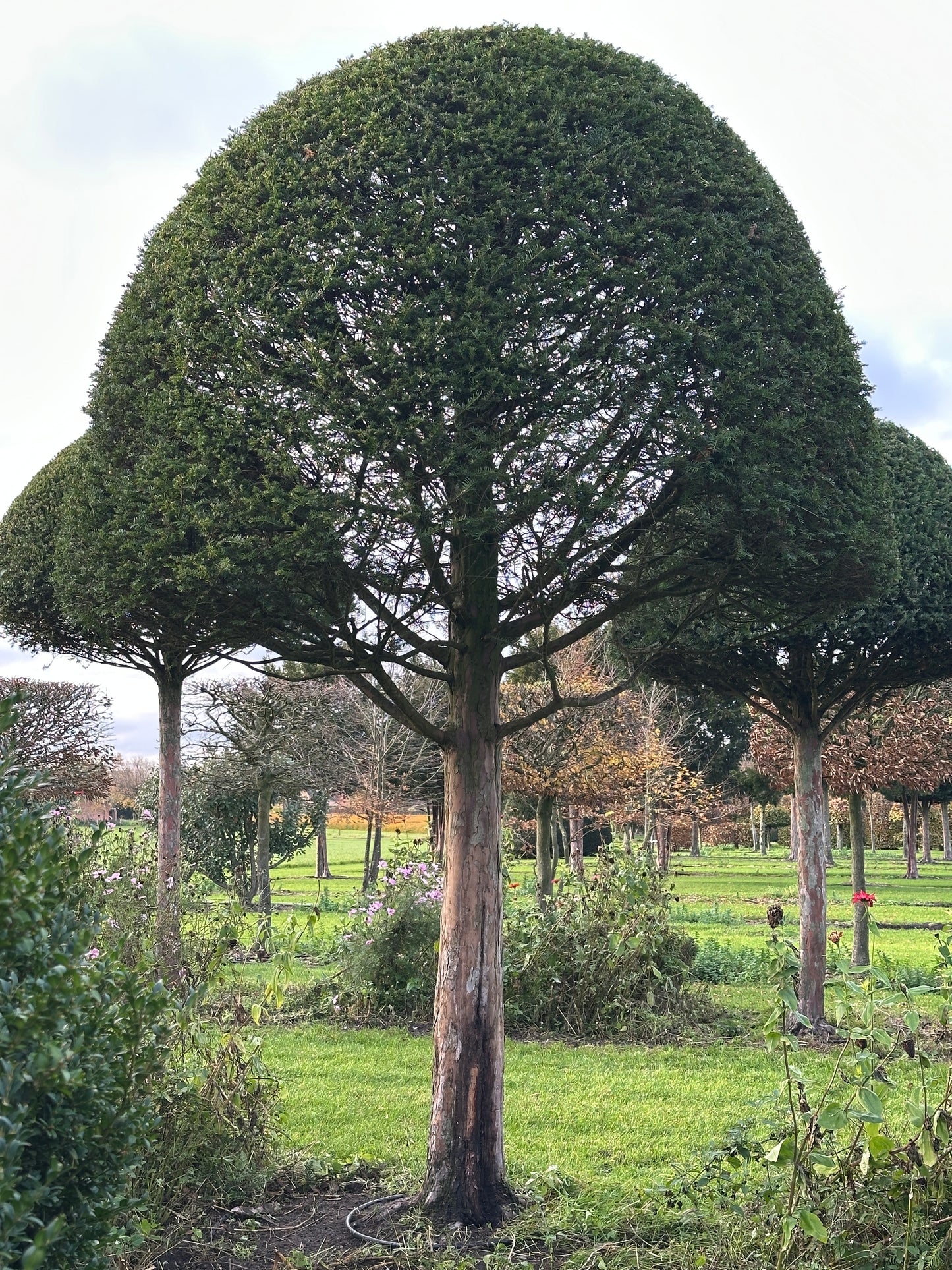 TB TOPIARY #597