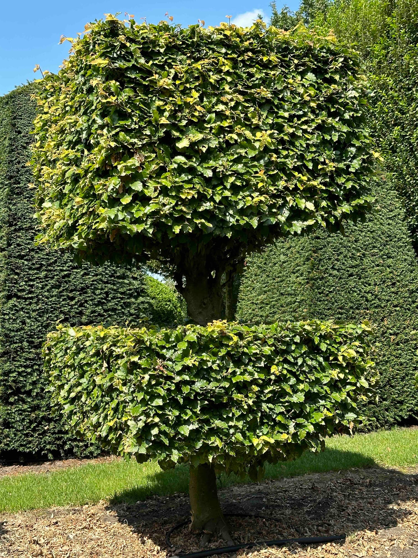 FS TOPIARY #040
