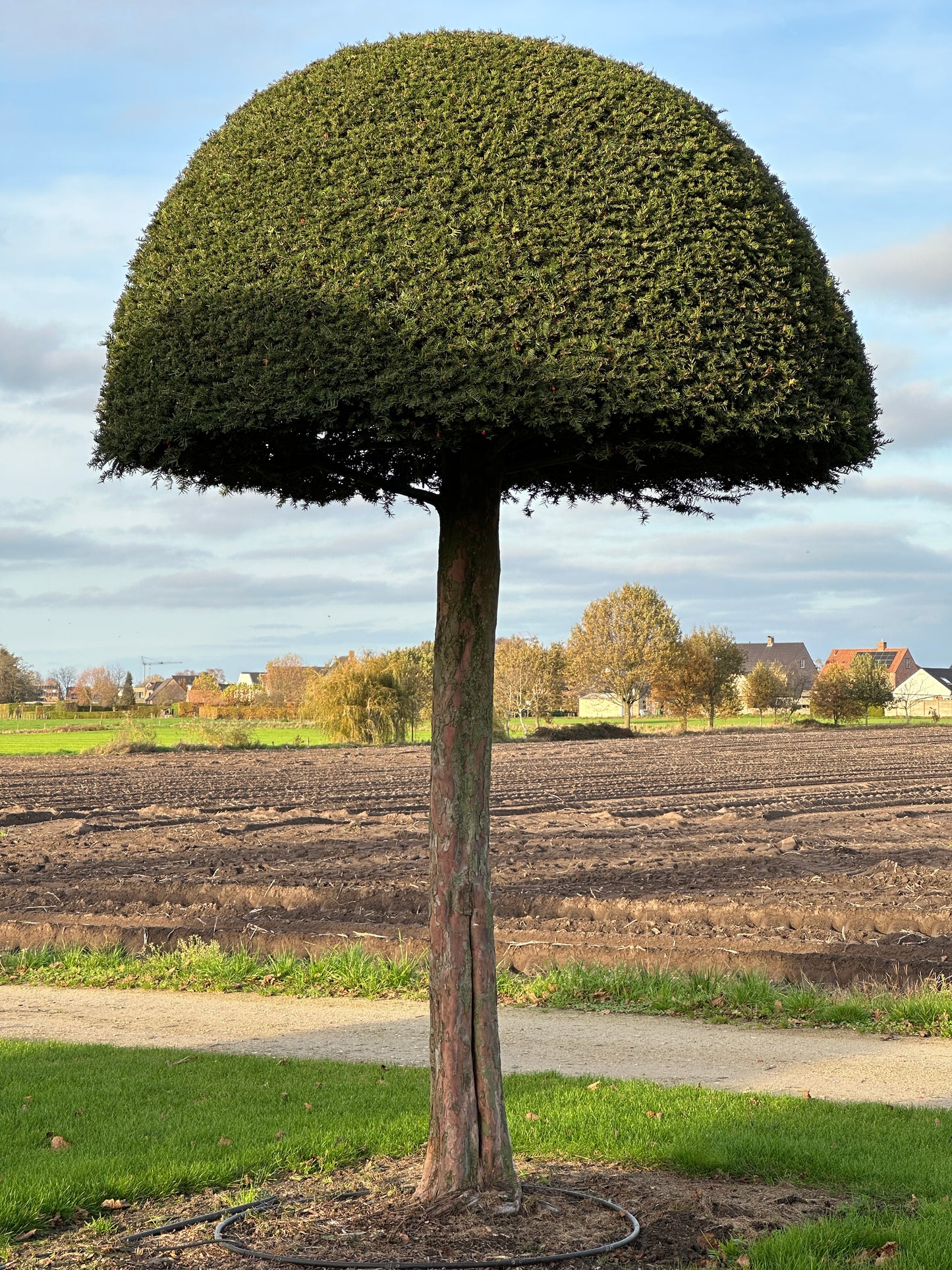 TB TOPIARY #614