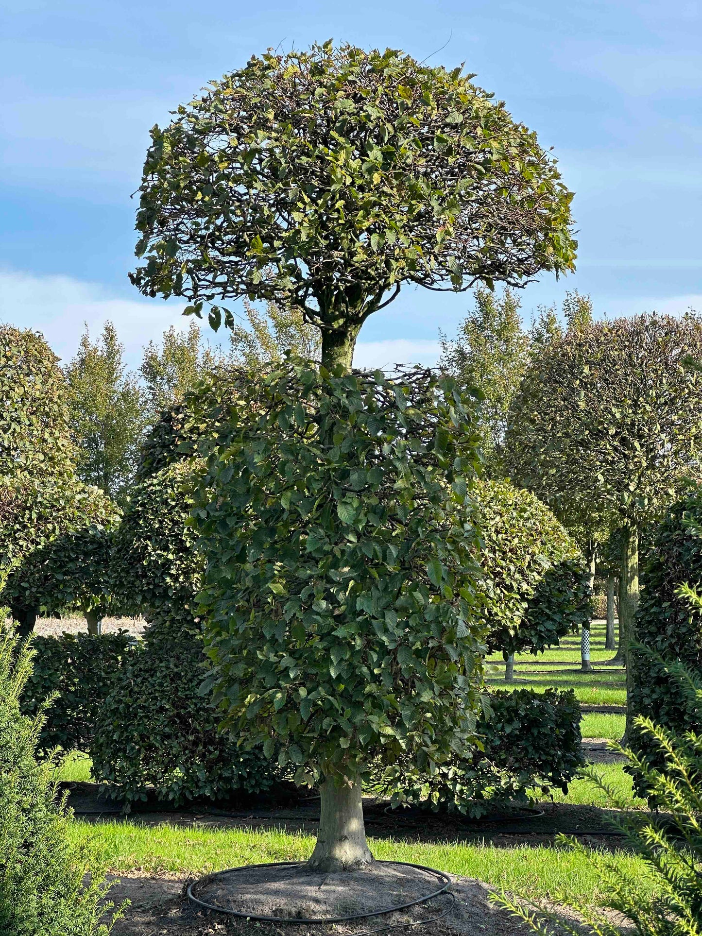 CB TOPIARY #156