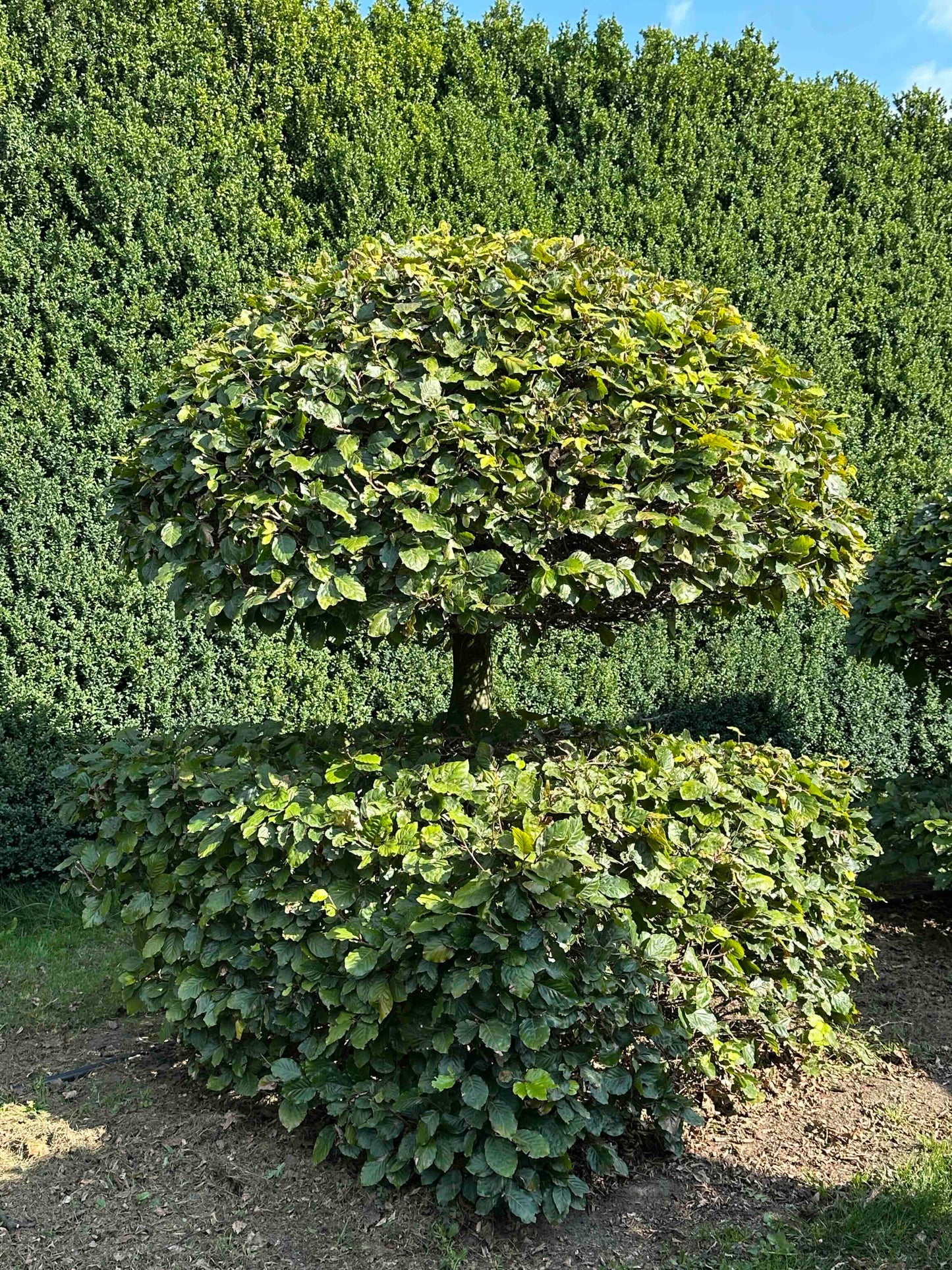 FS TOPIARY #048