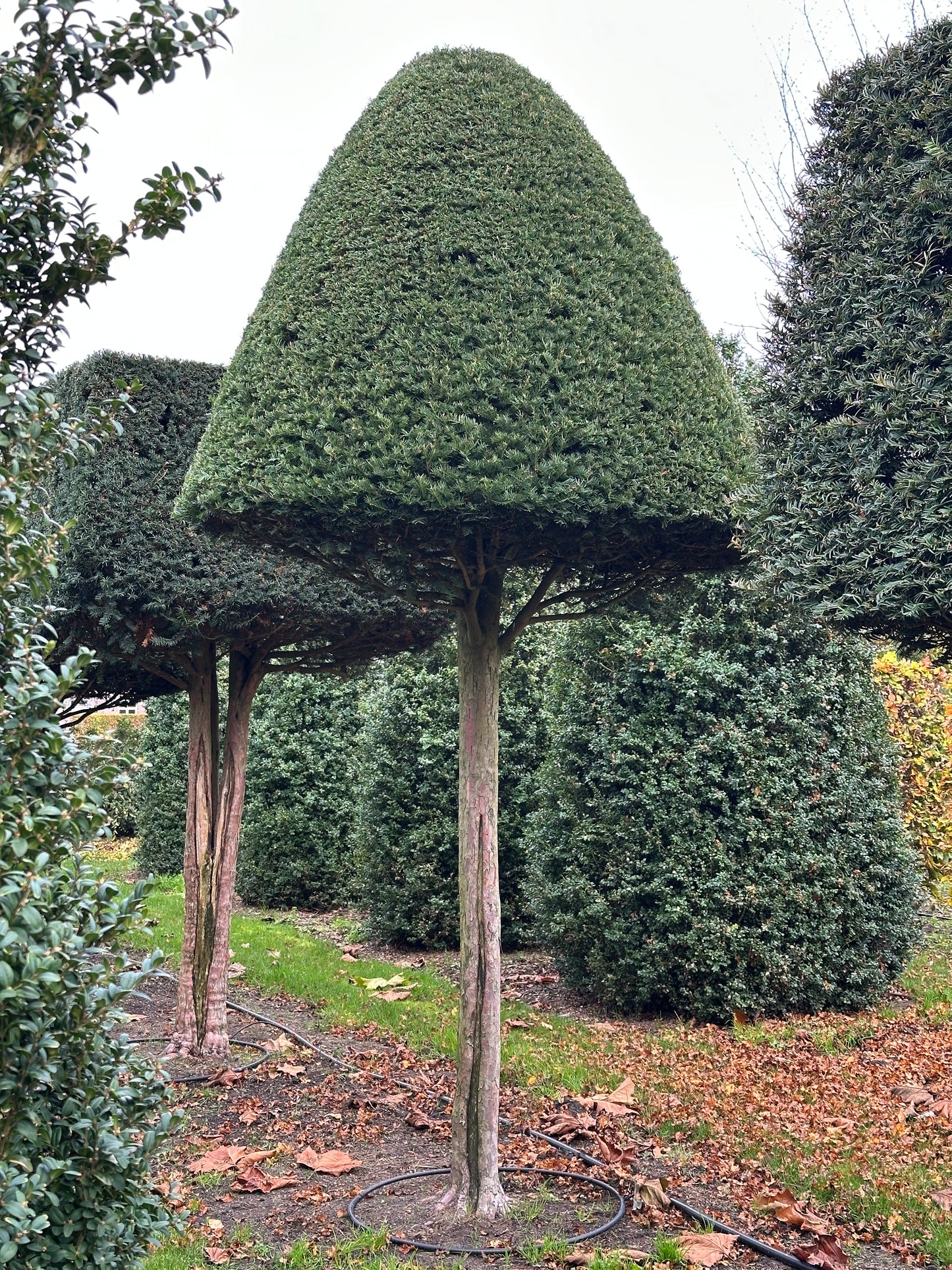 TB TOPIARY #548