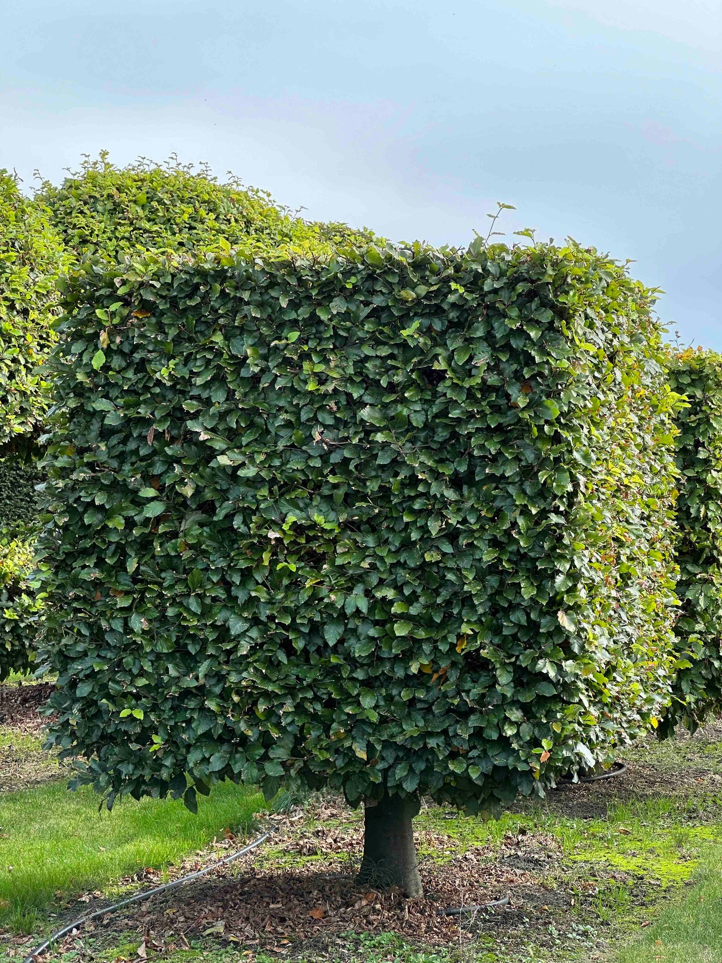 FS TOPIARY #219