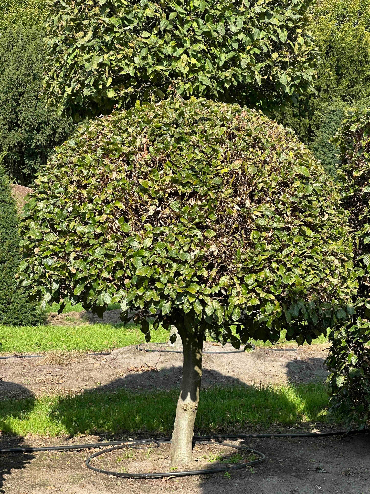 FS TOPIARY #111