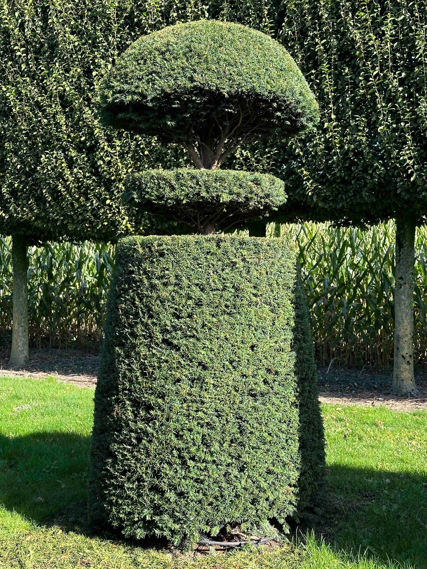 TB TOPIARY #026