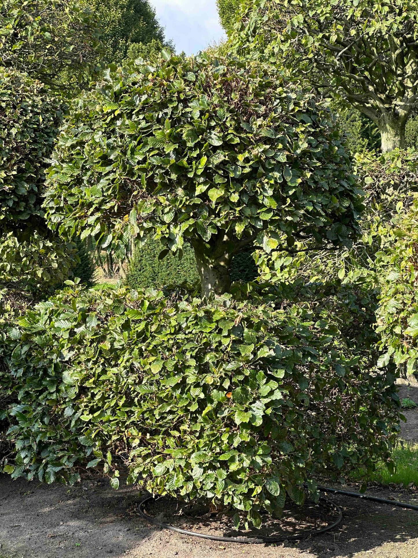 FS TOPIARY #112
