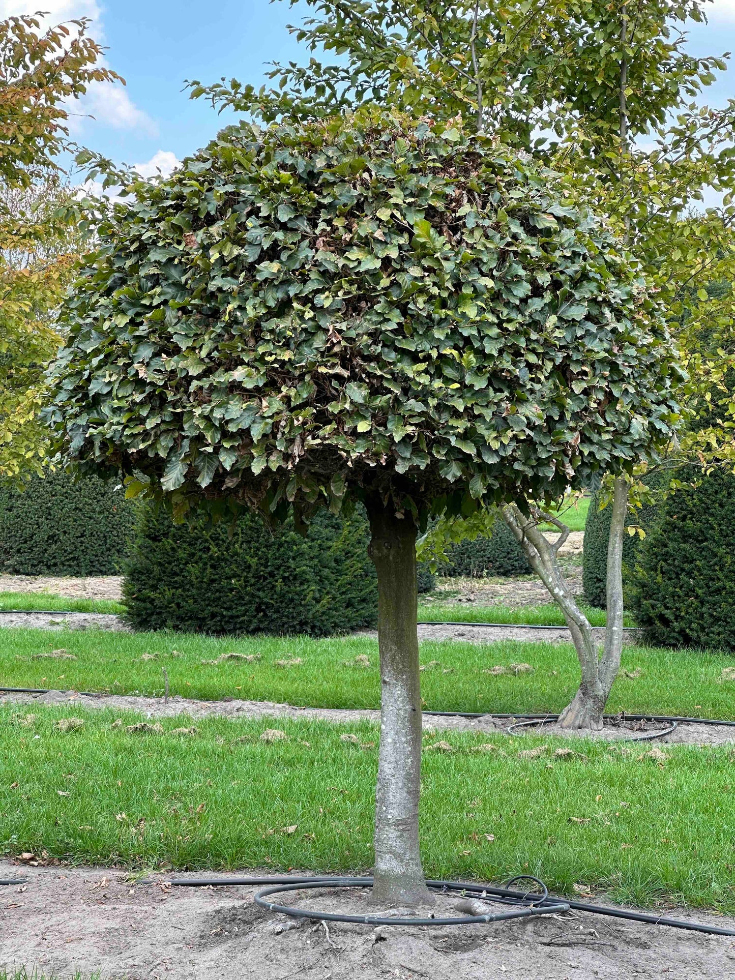 FS TOPIARY #246