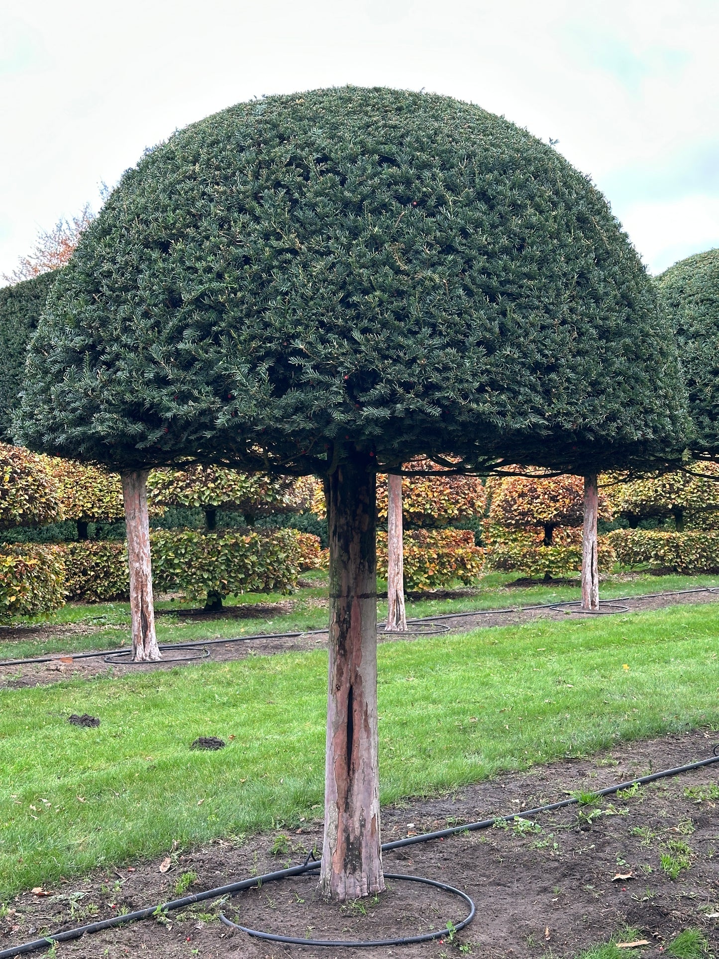 TB TOPIARY #571