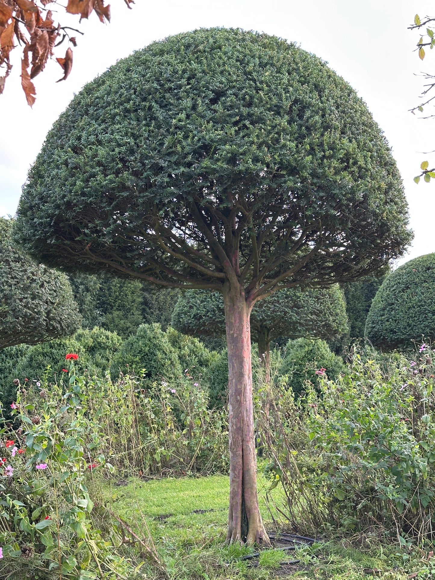 TB TOPIARY #611